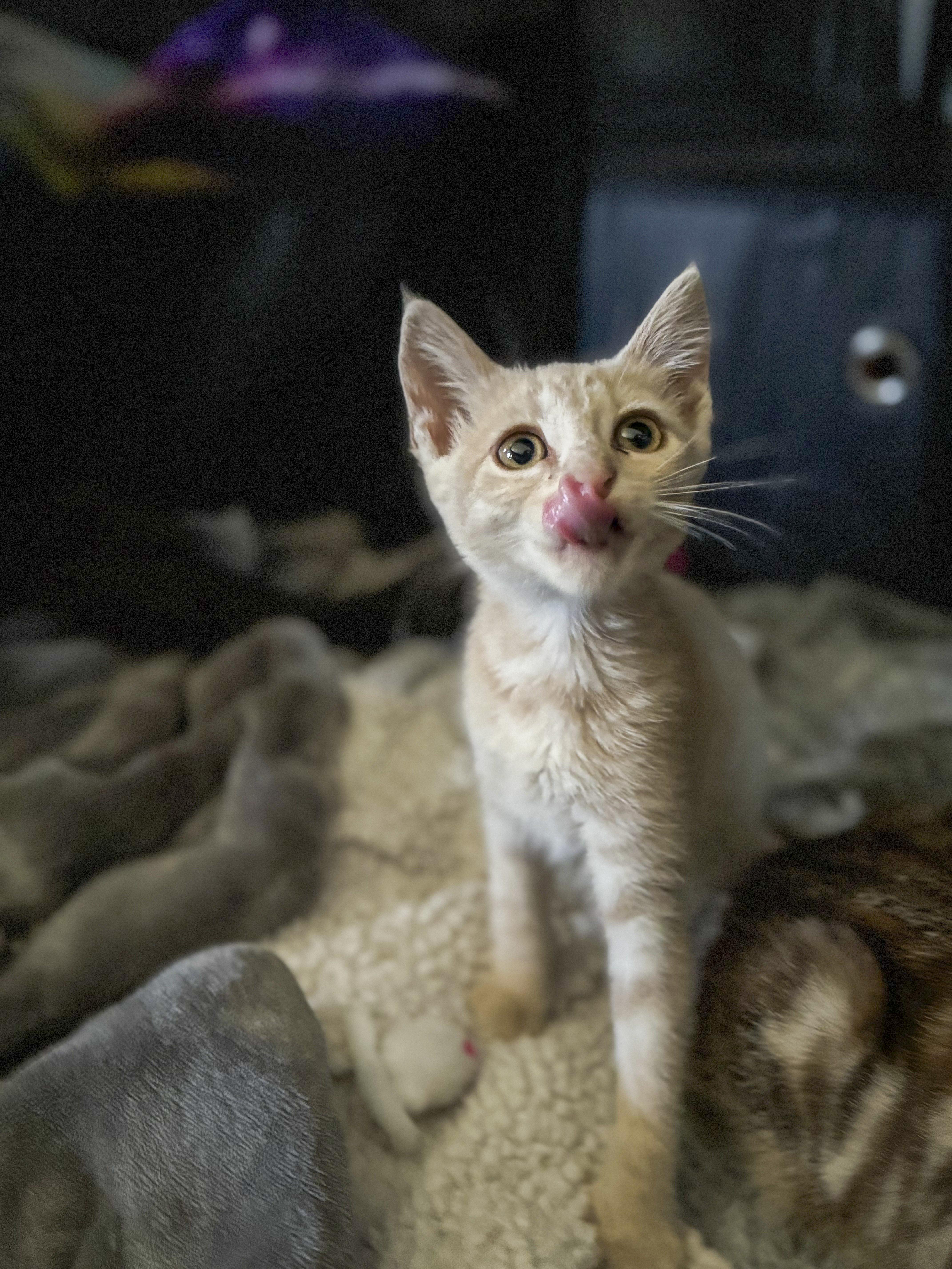 Sadie, a Adoptable mixed breed in Antioch, CA image 3/6