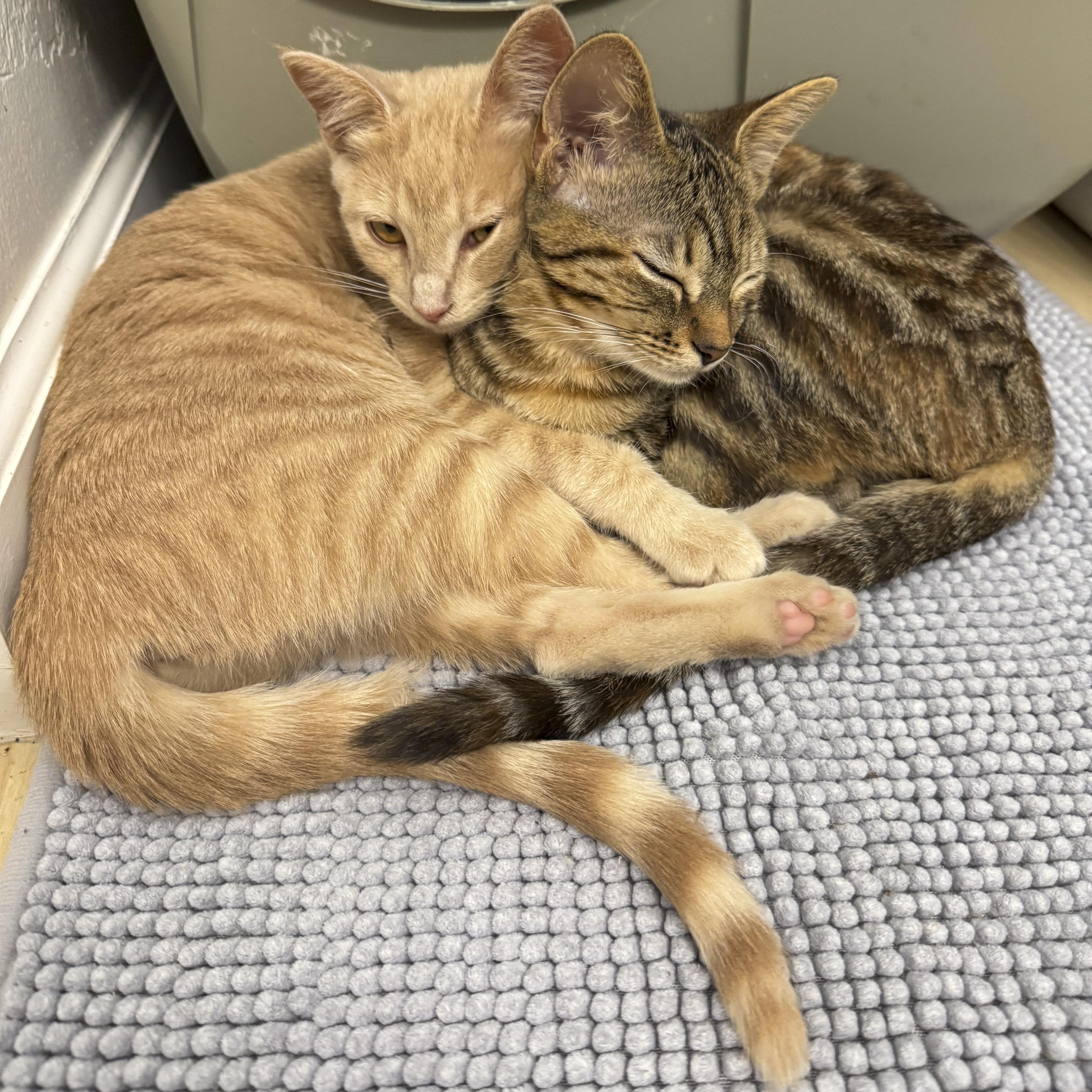 Sadie, a Adoptable mixed breed in Antioch, CA image 4/6