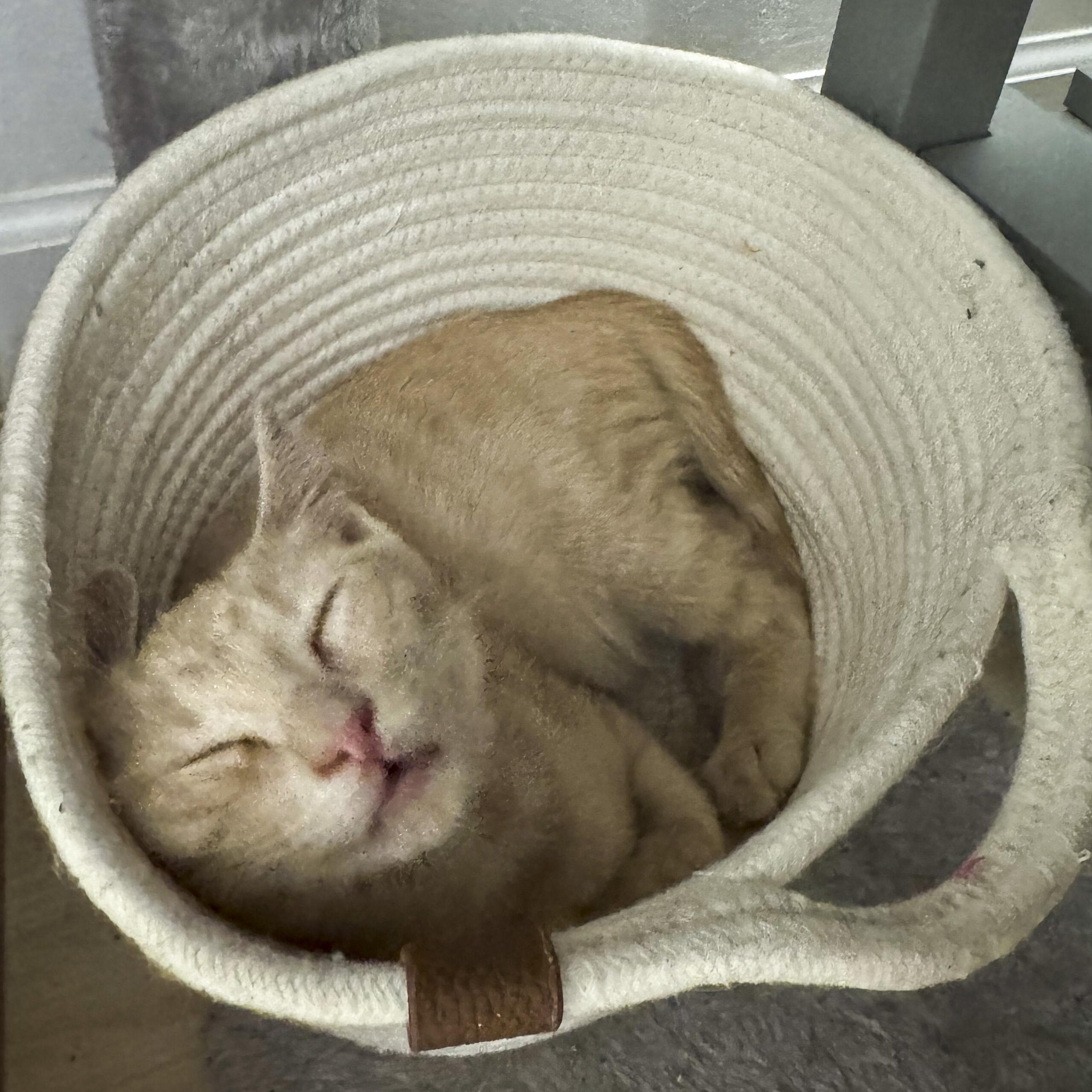 Sadie, a Adoptable mixed breed in Antioch, CA image 5/6