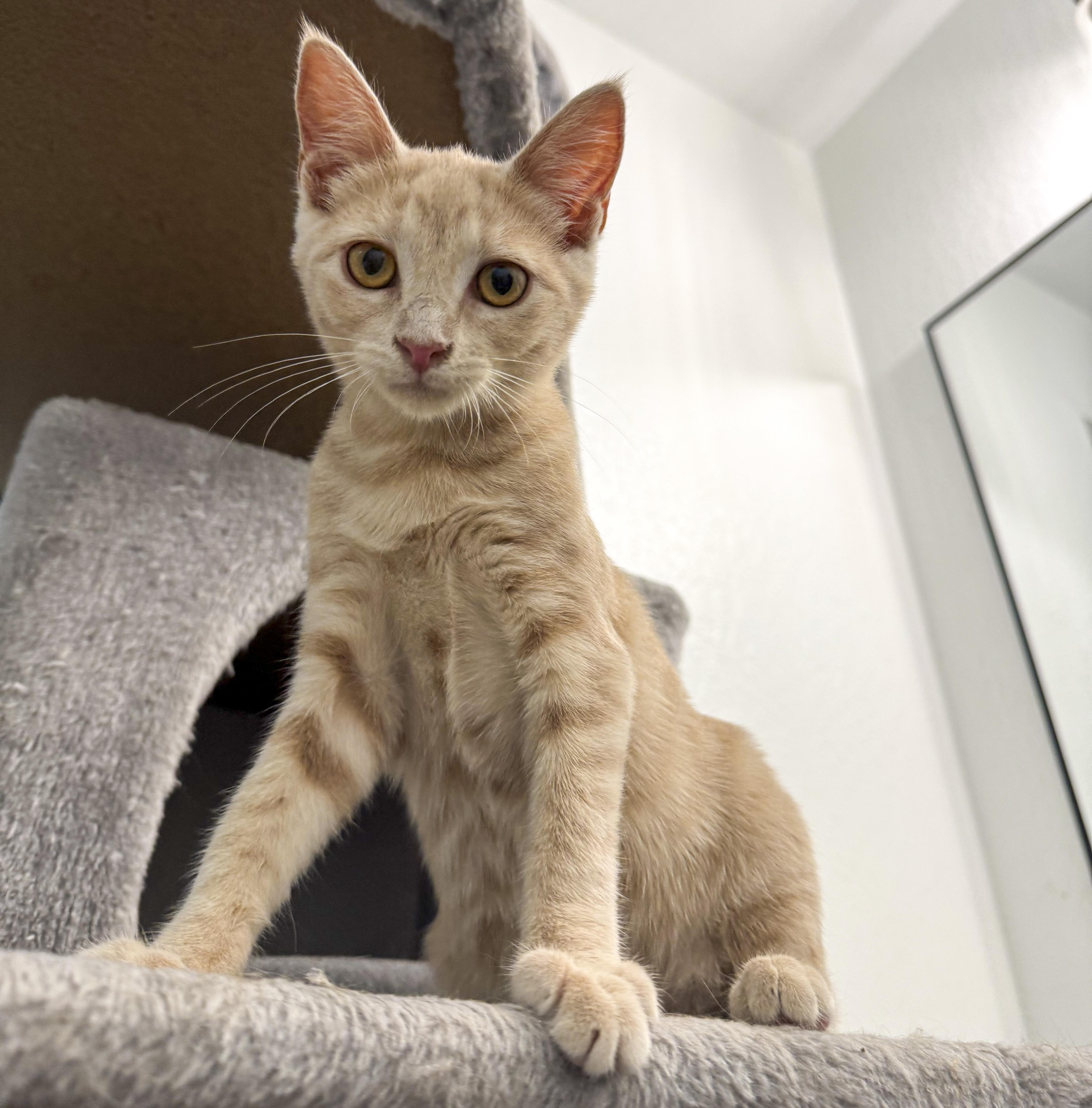 Sadie, Adoptable, Kitten Female Tabby & Domestic Short Hair.