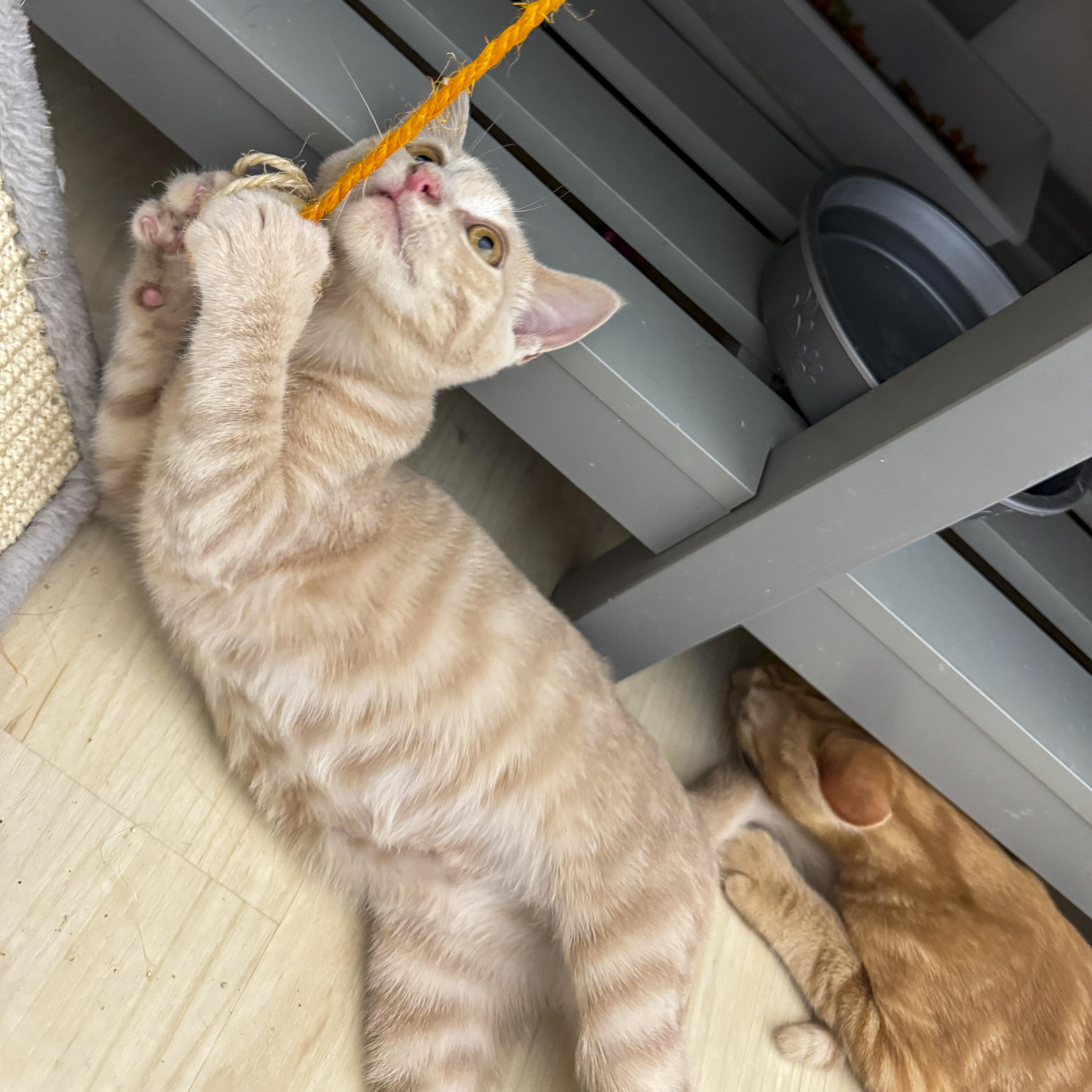 Sadie, a Adoptable mixed breed in Antioch, CA image 6/6