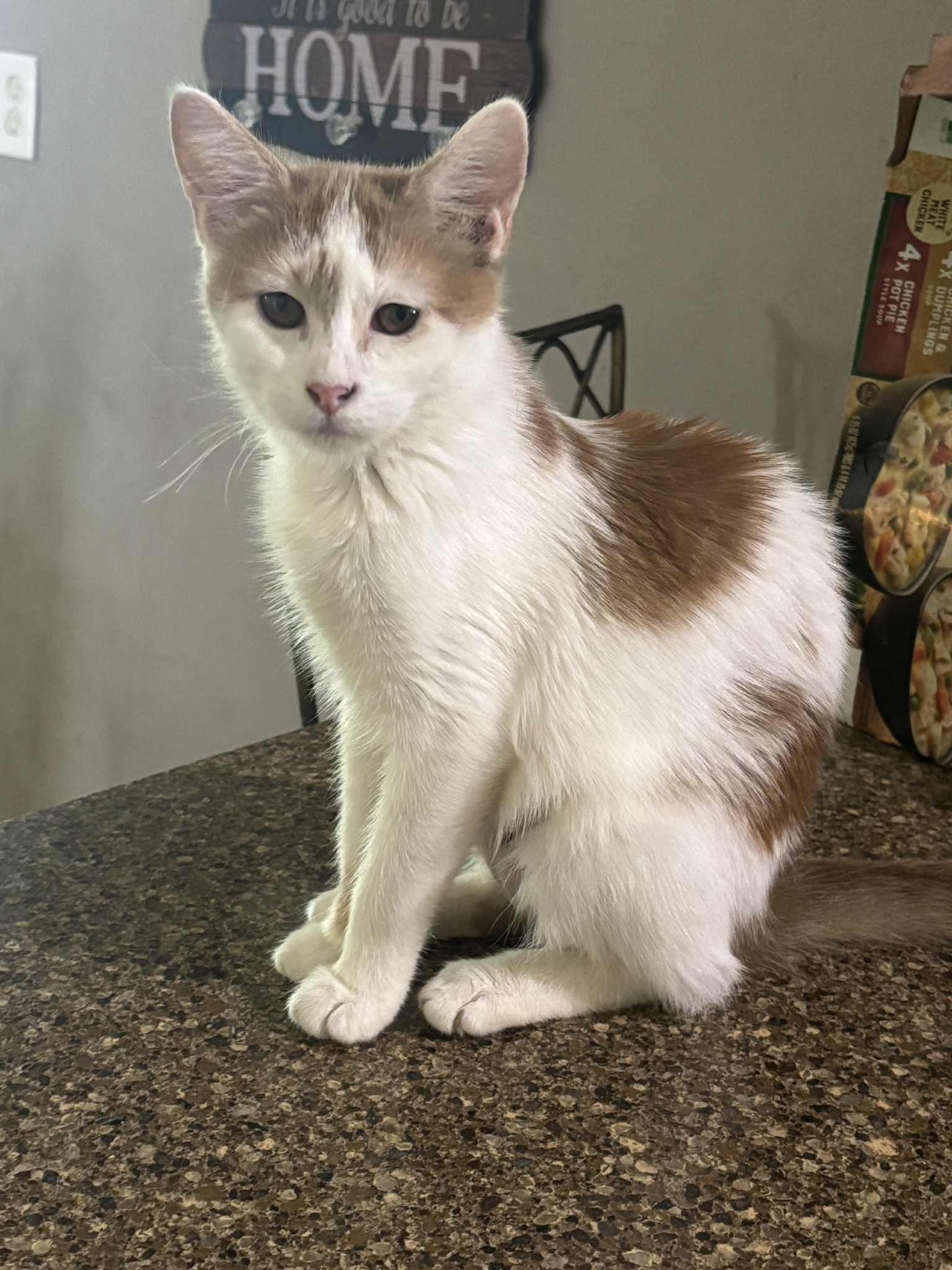 Enlarge Angel, a Adoptable Domestic Short Hair in Pekin, IL image 2/3