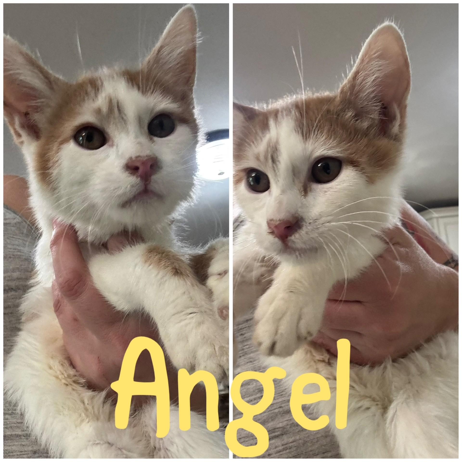 Enlarge Angel, a Adoptable Domestic Short Hair in Pekin, IL image 3/3