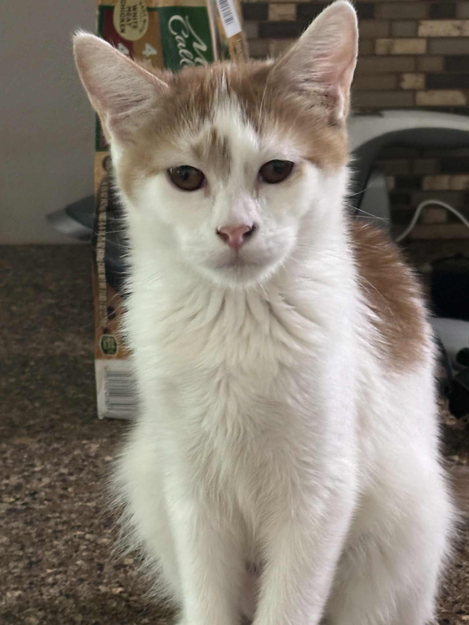 Angel, Adoptable, Kitten Female Domestic Short Hair.