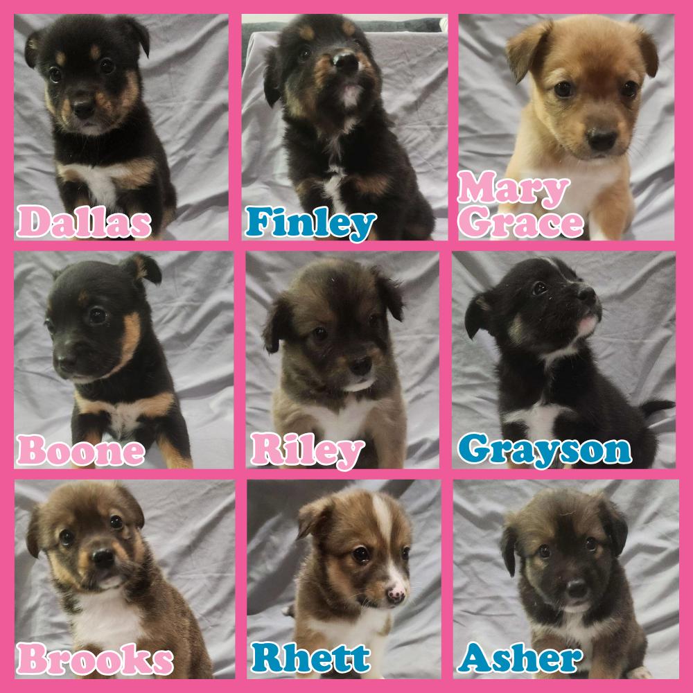 Enlarge Southern Belles, a Adoptable mixed breed in McHenry, IL image 1/1