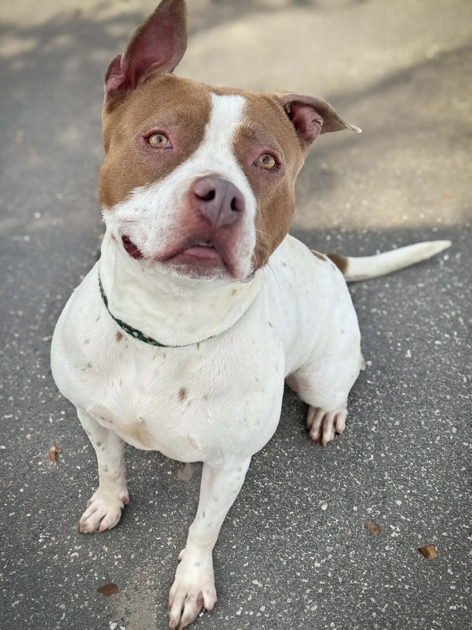 Luna Rose, a ADOPTABLE mixed breed in Crown Point, IN image 2/6