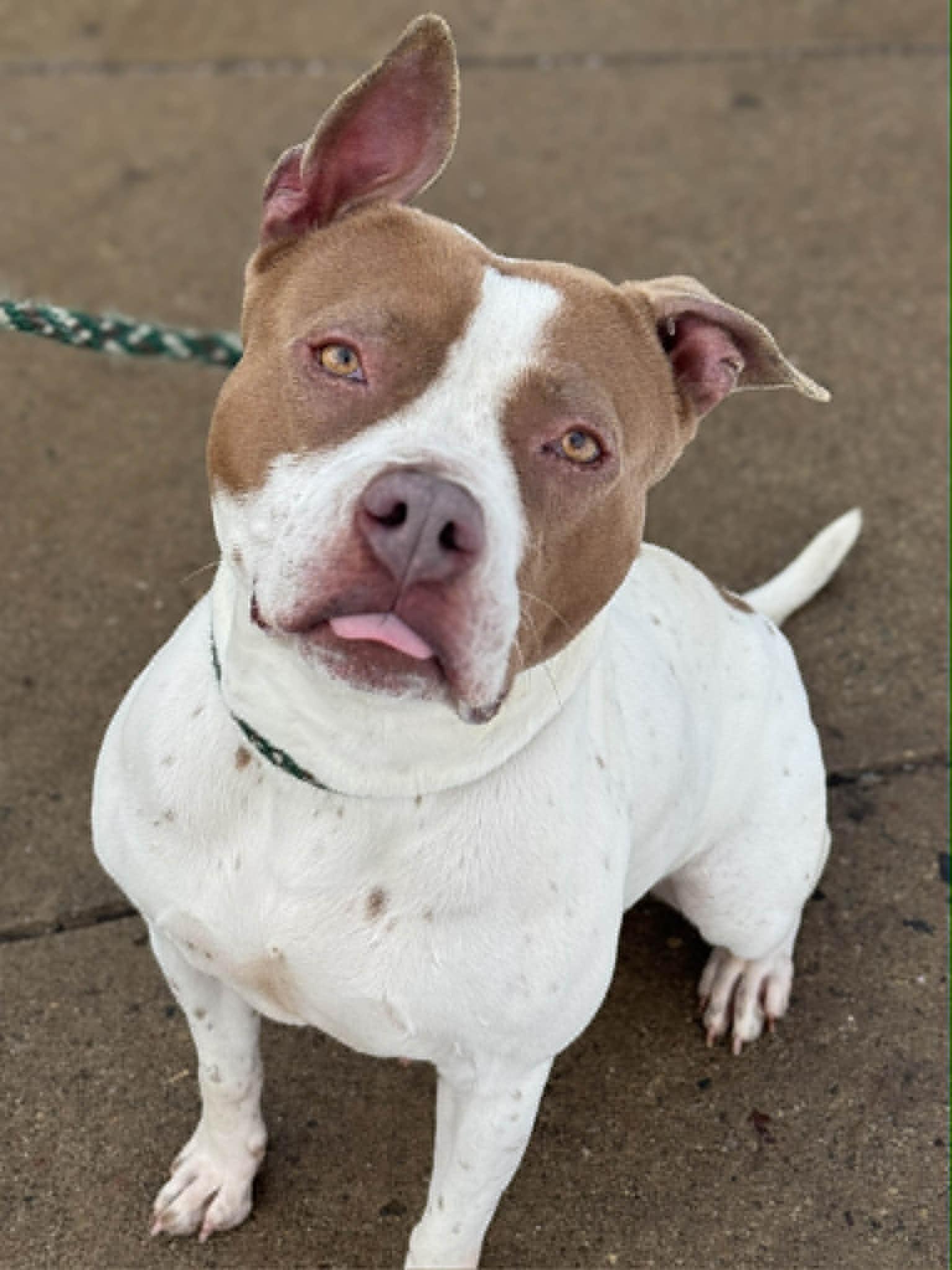 Luna Rose, a ADOPTABLE mixed breed in Crown Point, IN image 3/6