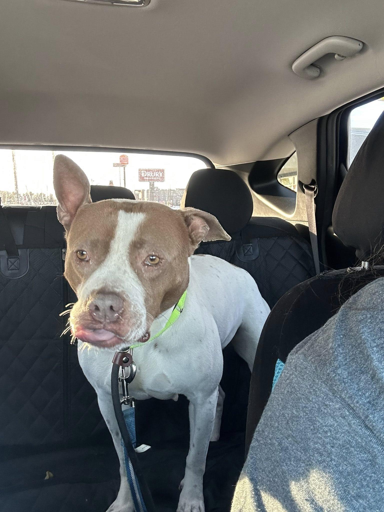 Luna Rose, a ADOPTABLE mixed breed in Crown Point, IN image 5/6
