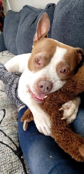 Enlarge Luna Rose, a Adoptable mixed breed in Crown Point, IN image 6/6