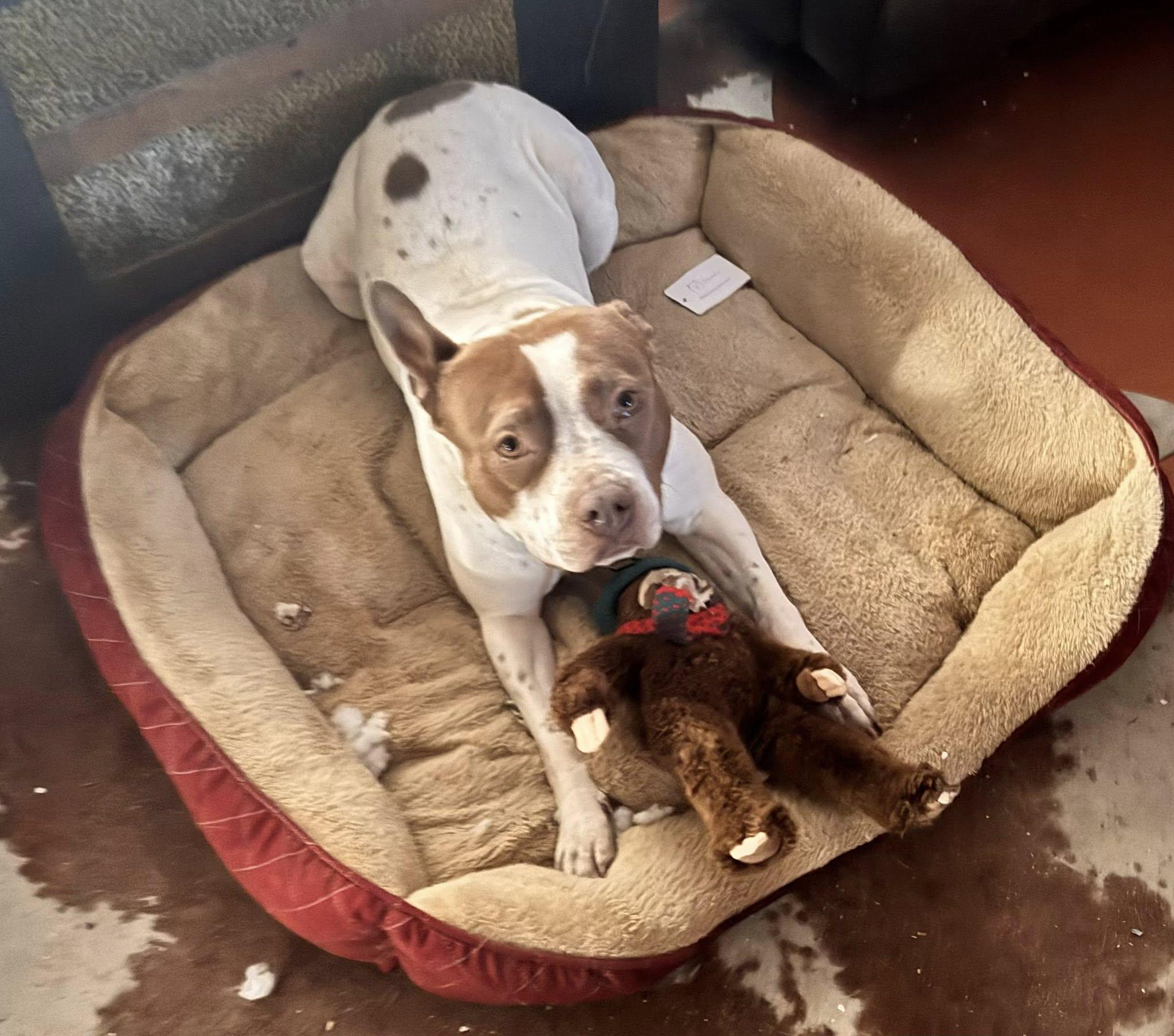 Luna Rose, a ADOPTABLE mixed breed in Crown Point, IN image 4/6