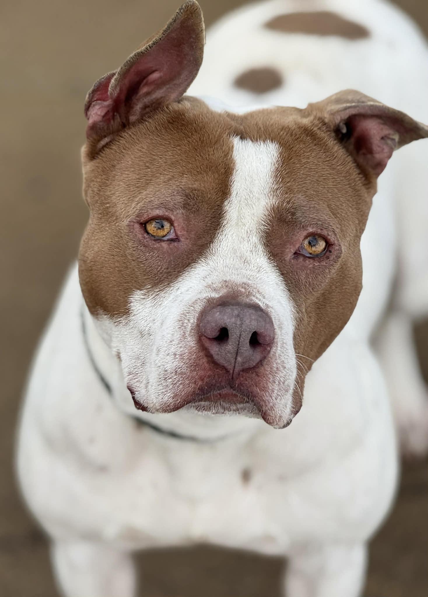 Luna Rose, a ADOPTABLE mixed breed in Crown Point, IN image 1/6