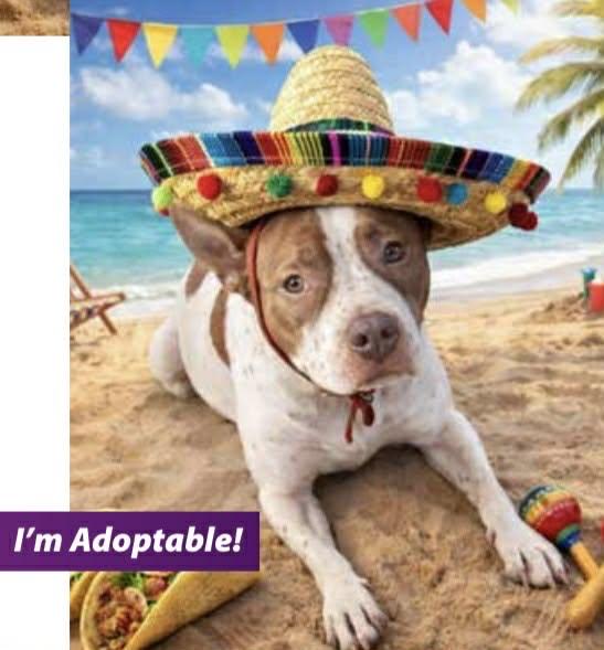 Luna Rose, a ADOPTABLE mixed breed in Crown Point, IN image 6/6