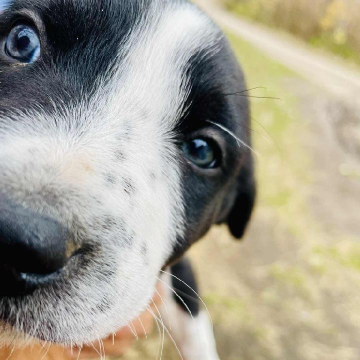 BaBa D67071, Adoptable, Puppy Male Husky.