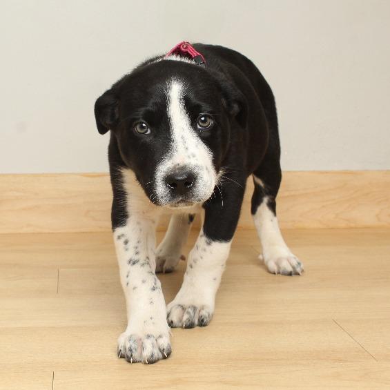 Enlarge BaBa D67071, a Adoptable Husky in Minnetonka, MN image 4/6