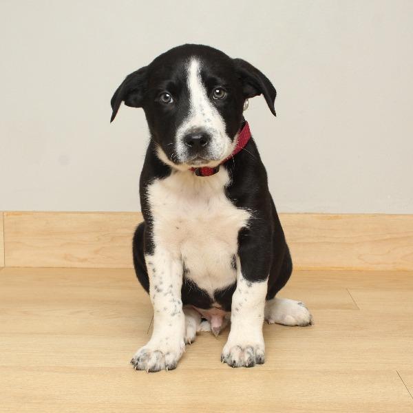 Enlarge BaBa D67071, a Adoptable Husky in Minnetonka, MN image 6/6