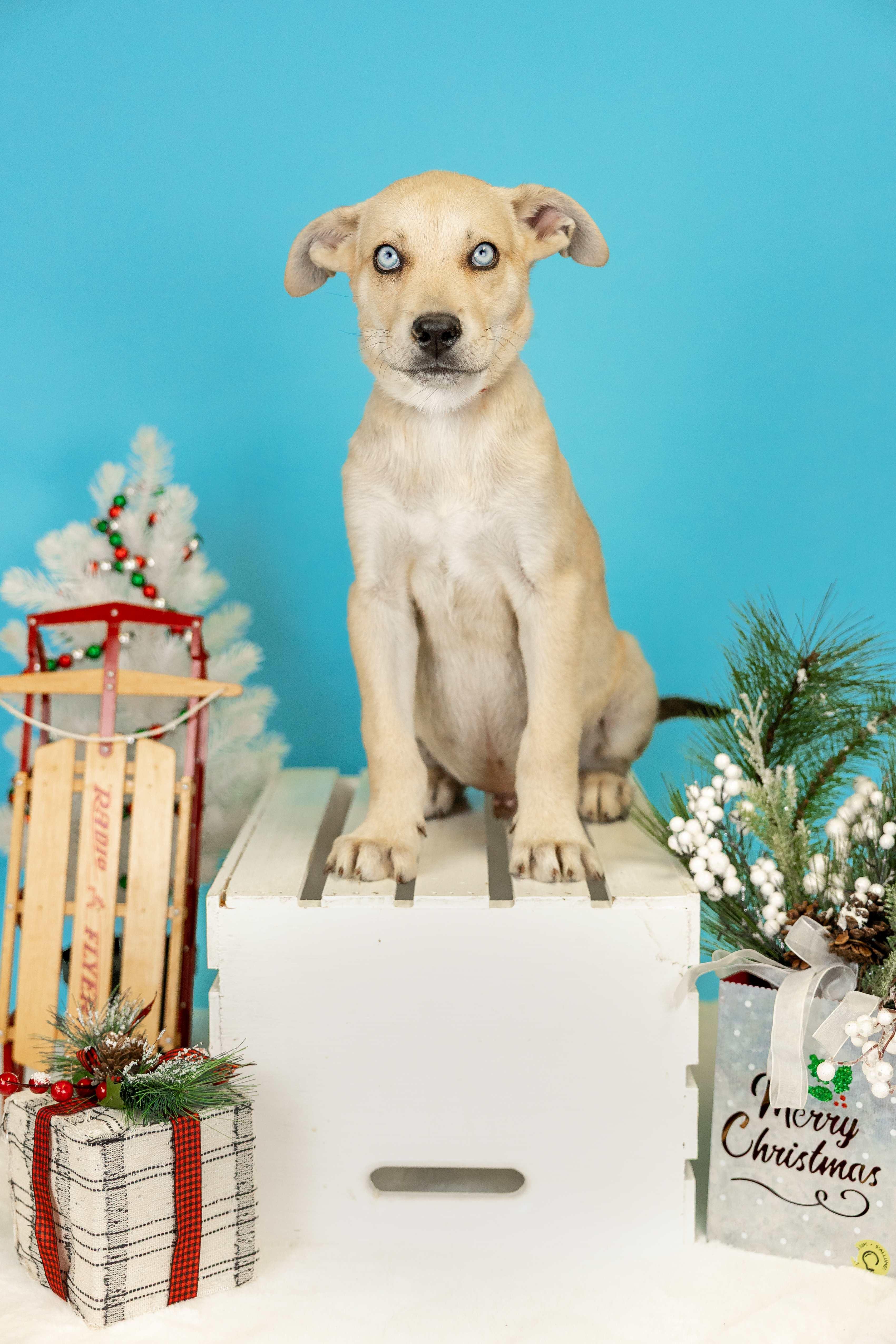 Enlarge 1070-25, a ADOPTABLE mixed breed in Brighton, CO image 1/1