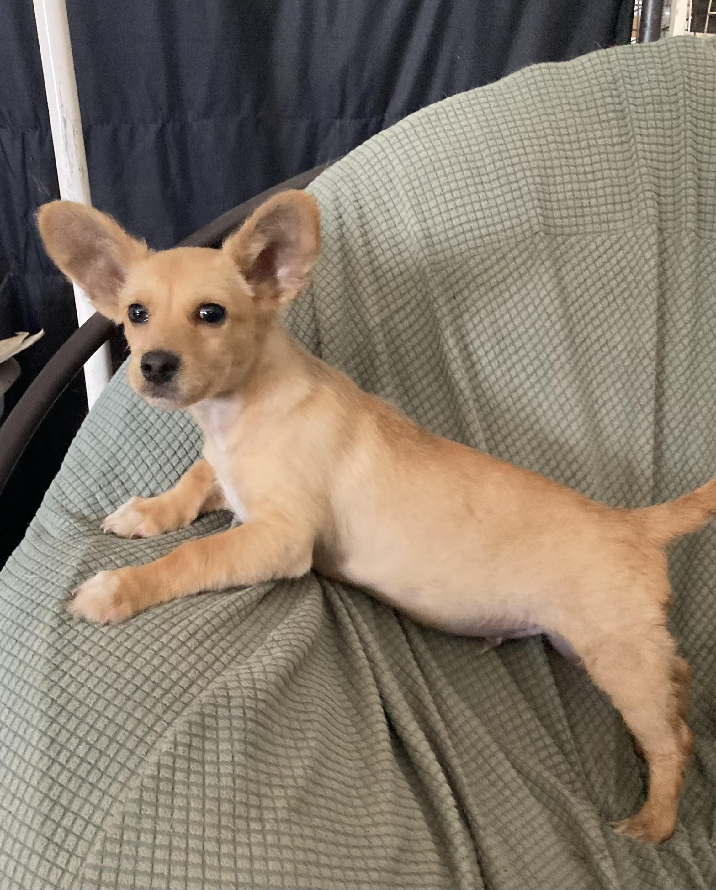 Enlarge Timmie, a ADOPTABLE Chihuahua in Pittsburg, CA image 3/4