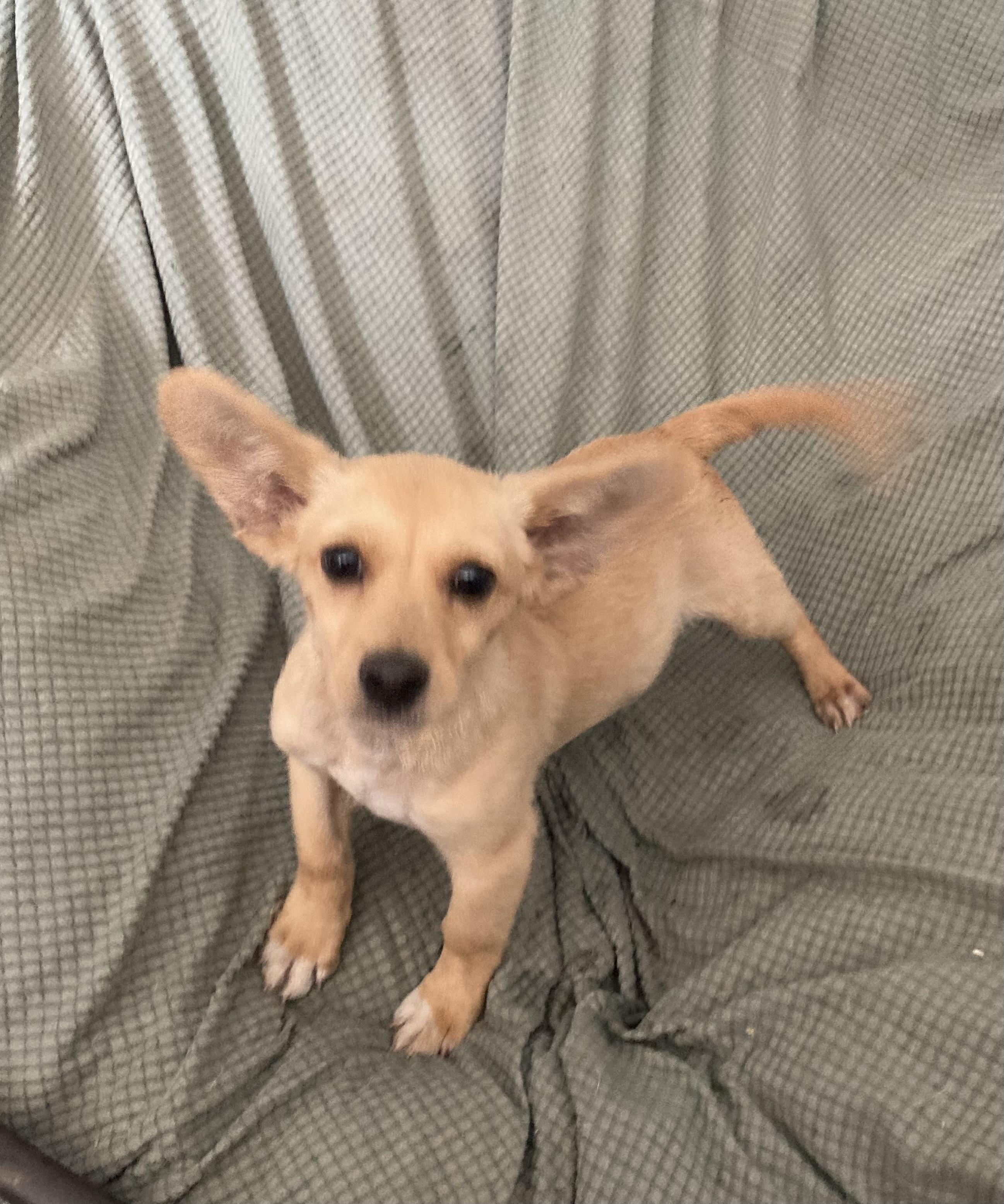 Enlarge Timmie, a ADOPTABLE Chihuahua in Pittsburg, CA image 2/4