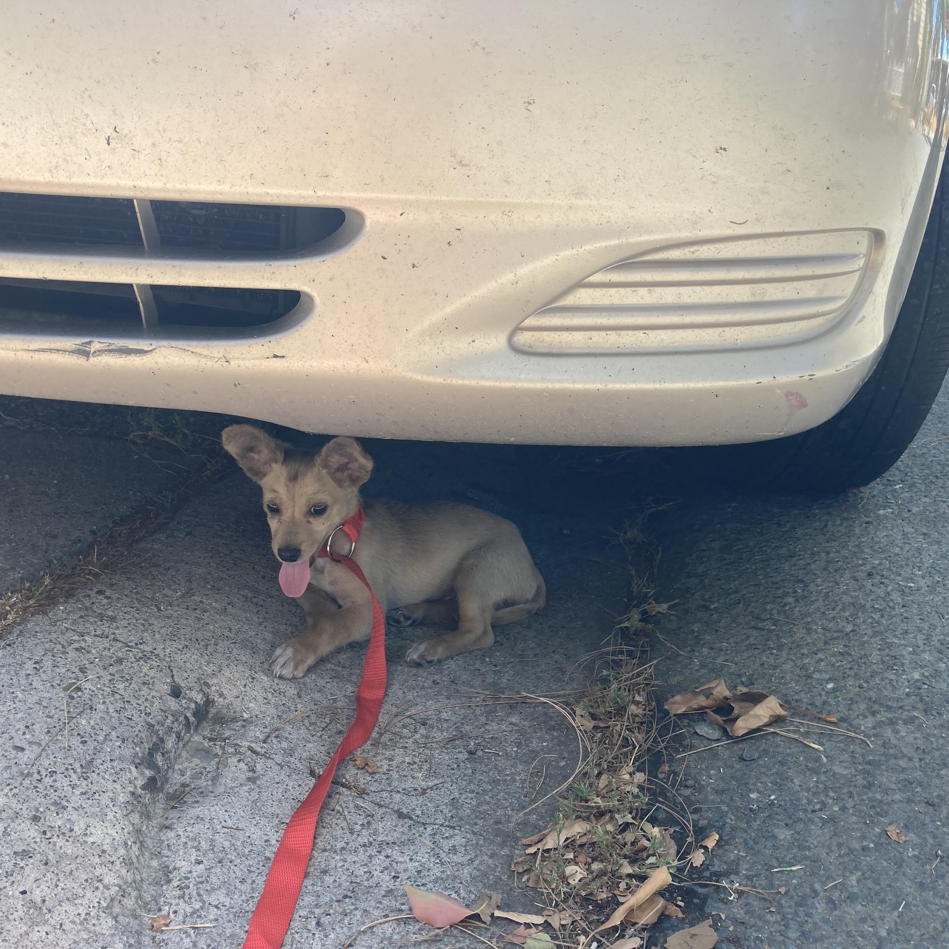 Enlarge Timmie, a ADOPTABLE Chihuahua in Pittsburg, CA image 4/4