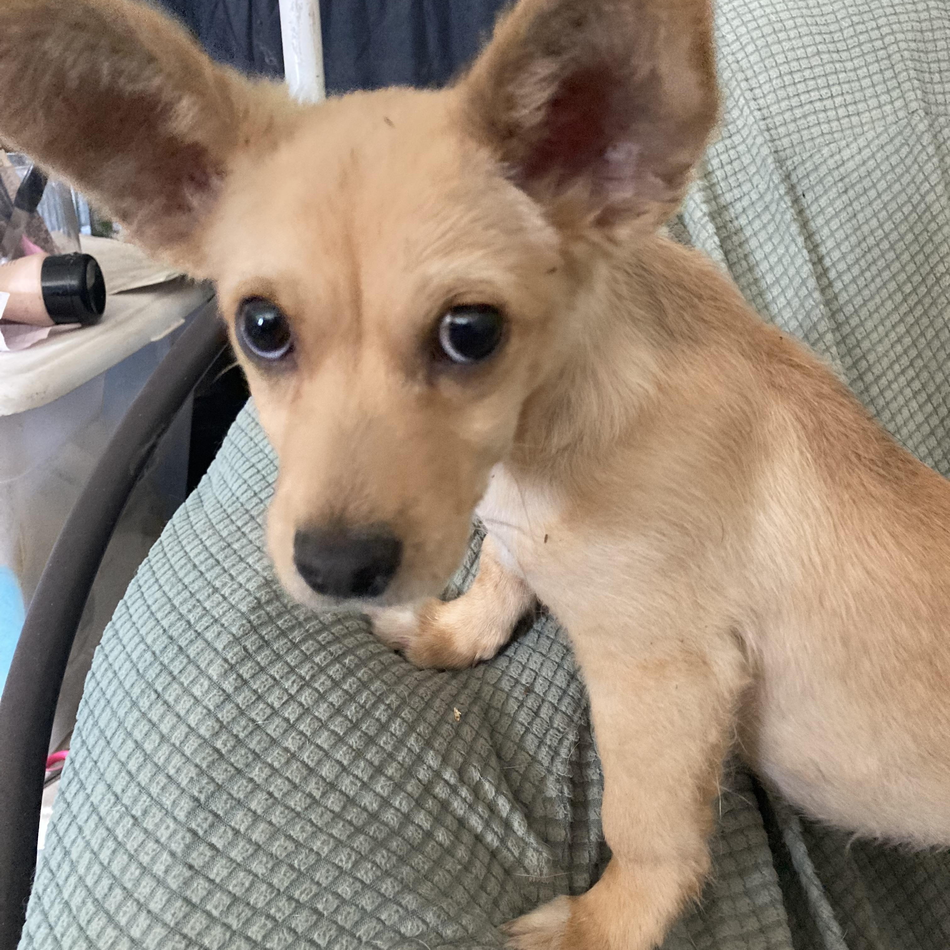 Timmie, ADOPTABLE, Puppy Male Chihuahua.
