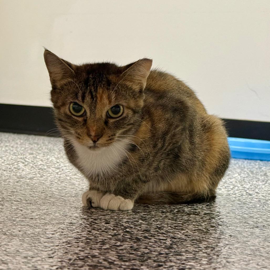 Mazie, Adoptable, Young Female Domestic Short Hair.