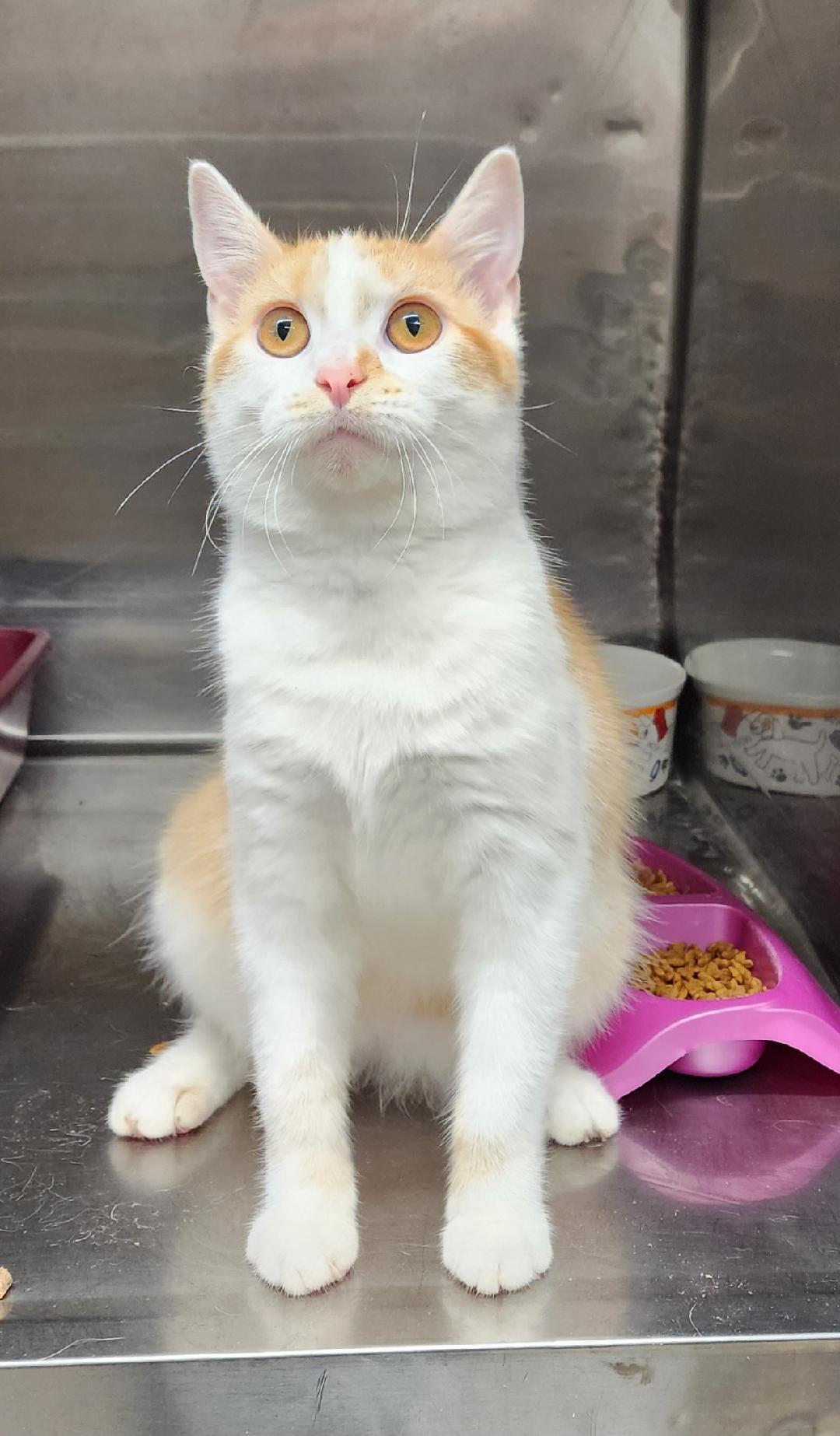 Sandy, Adoptable, Young Female Domestic Short Hair.