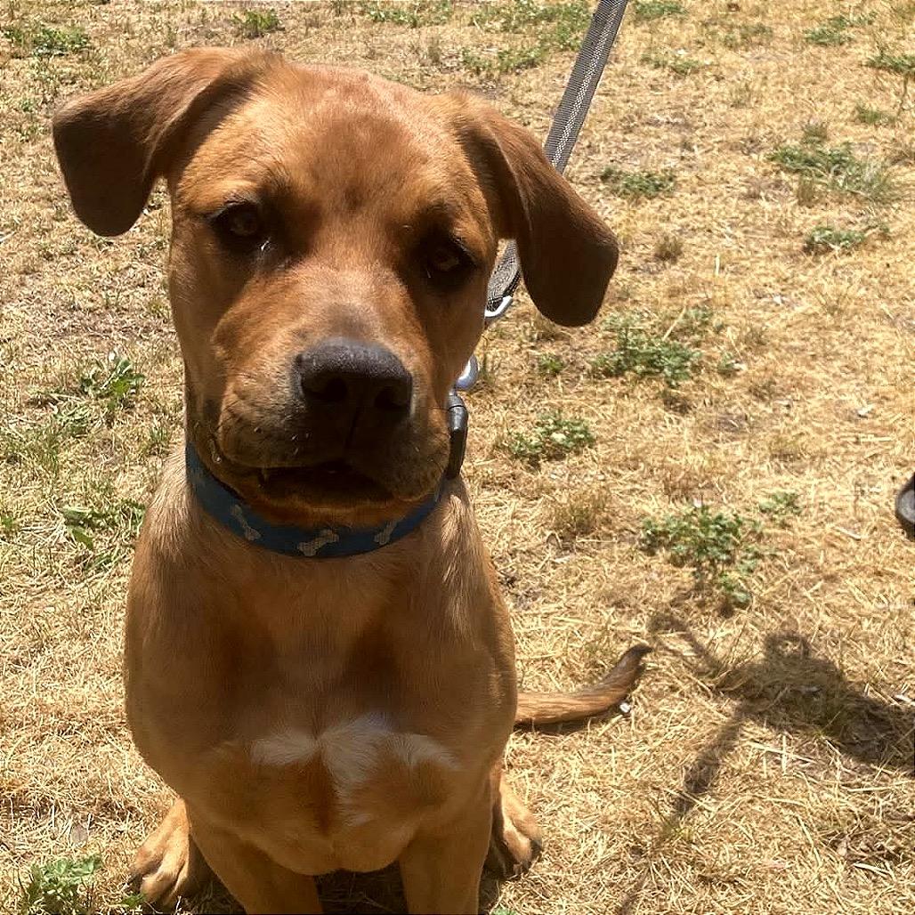 Pepper, Adoptable, Puppy Female Mastiff.