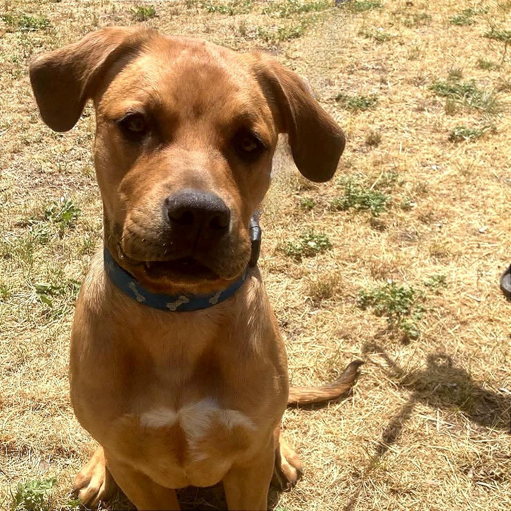 Pepper, a Adoptable Mastiff in TONASKET, WA image 2/2