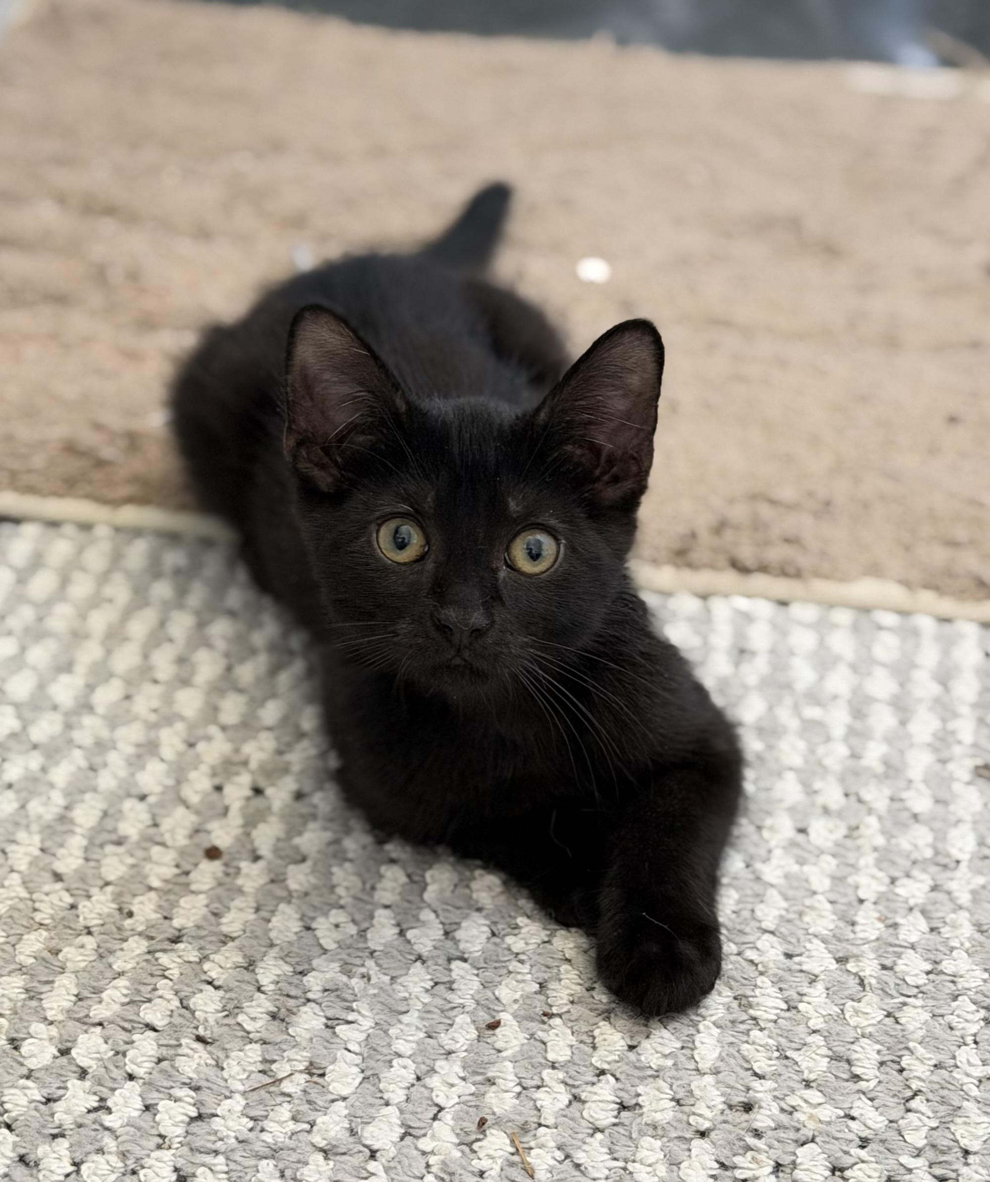 Enlarge Steely - Riley Fuzzel Petsmart , an adopted Domestic Short Hair in Spring, TX image 6/6