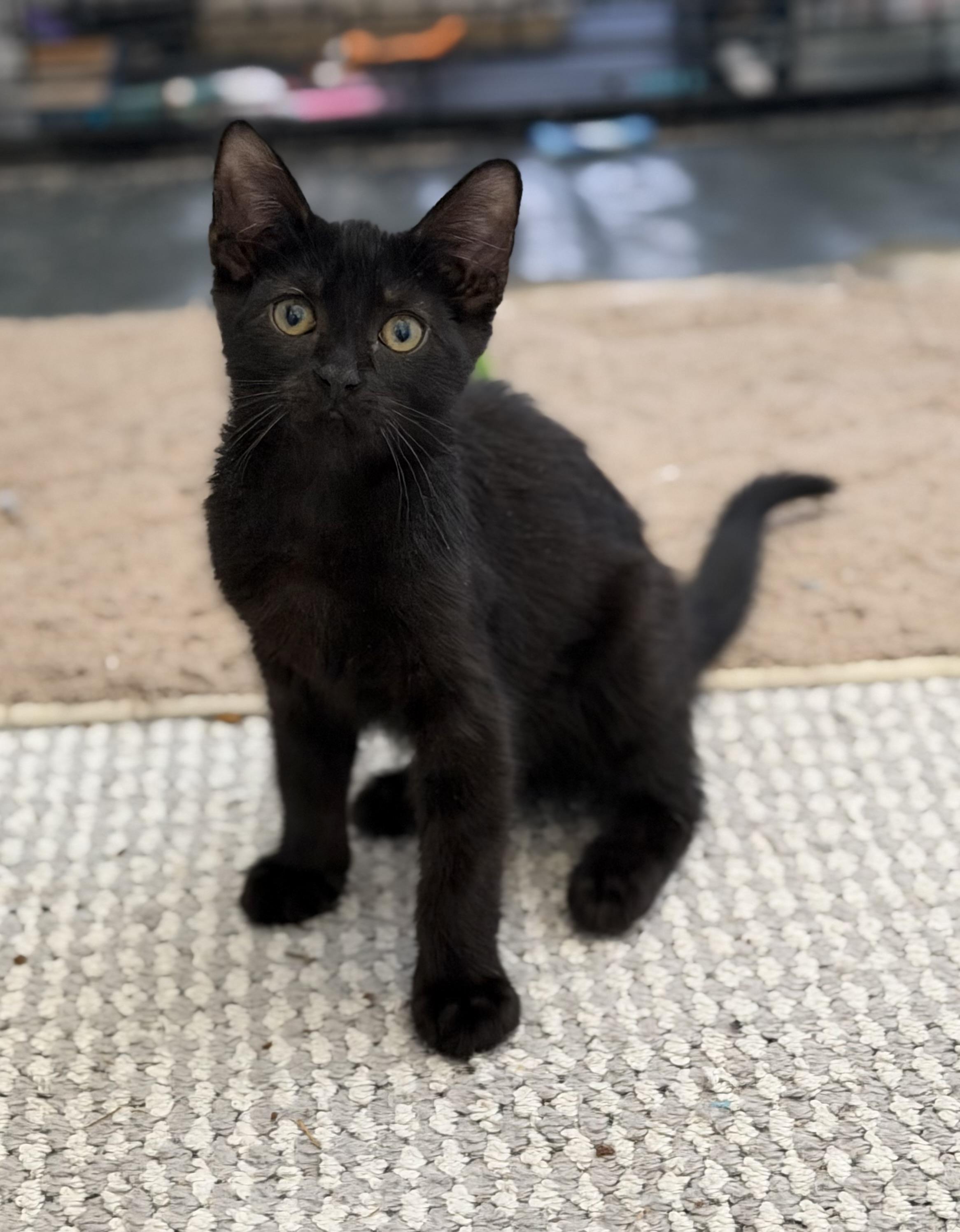 Enlarge Steely - Riley Fuzzel Petsmart , an adopted Domestic Short Hair in Spring, TX image 1/6