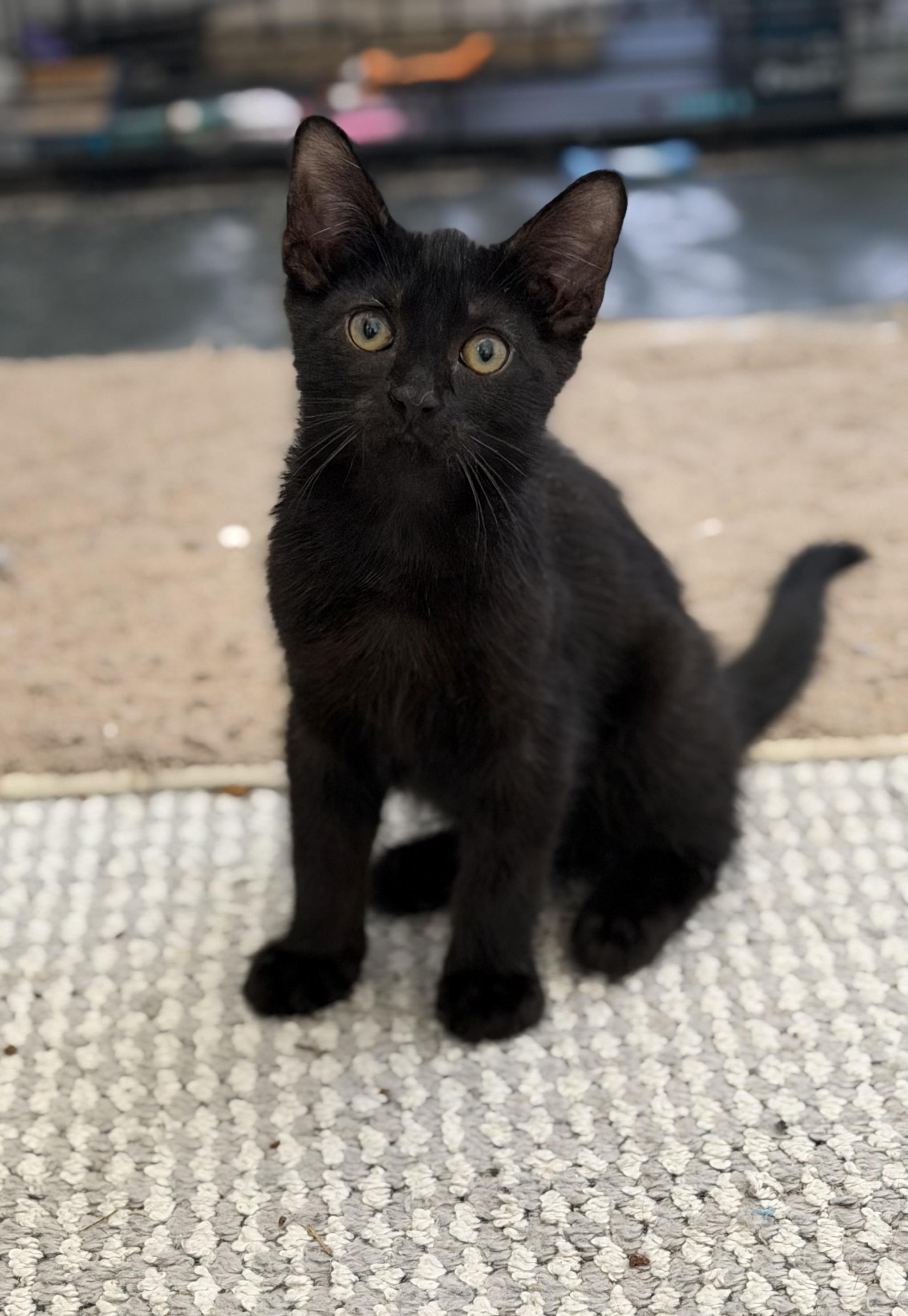Enlarge Steely - Riley Fuzzel Petsmart , an adopted Domestic Short Hair in Spring, TX image 2/6