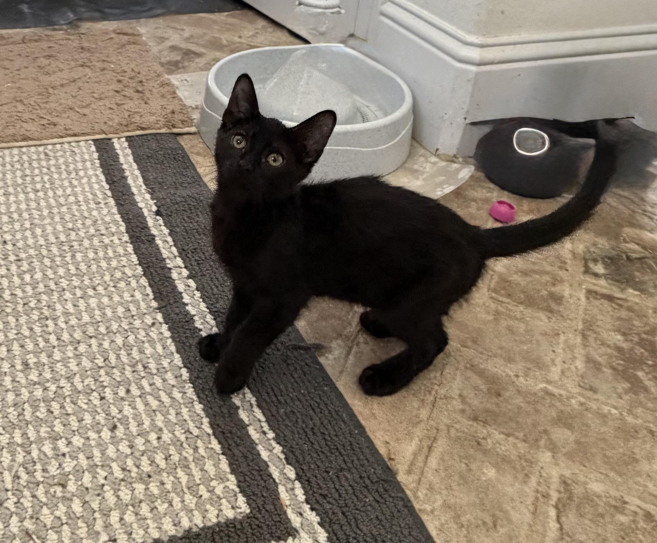 Enlarge Steely - Riley Fuzzel Petsmart , an adopted Domestic Short Hair in Spring, TX image 4/6