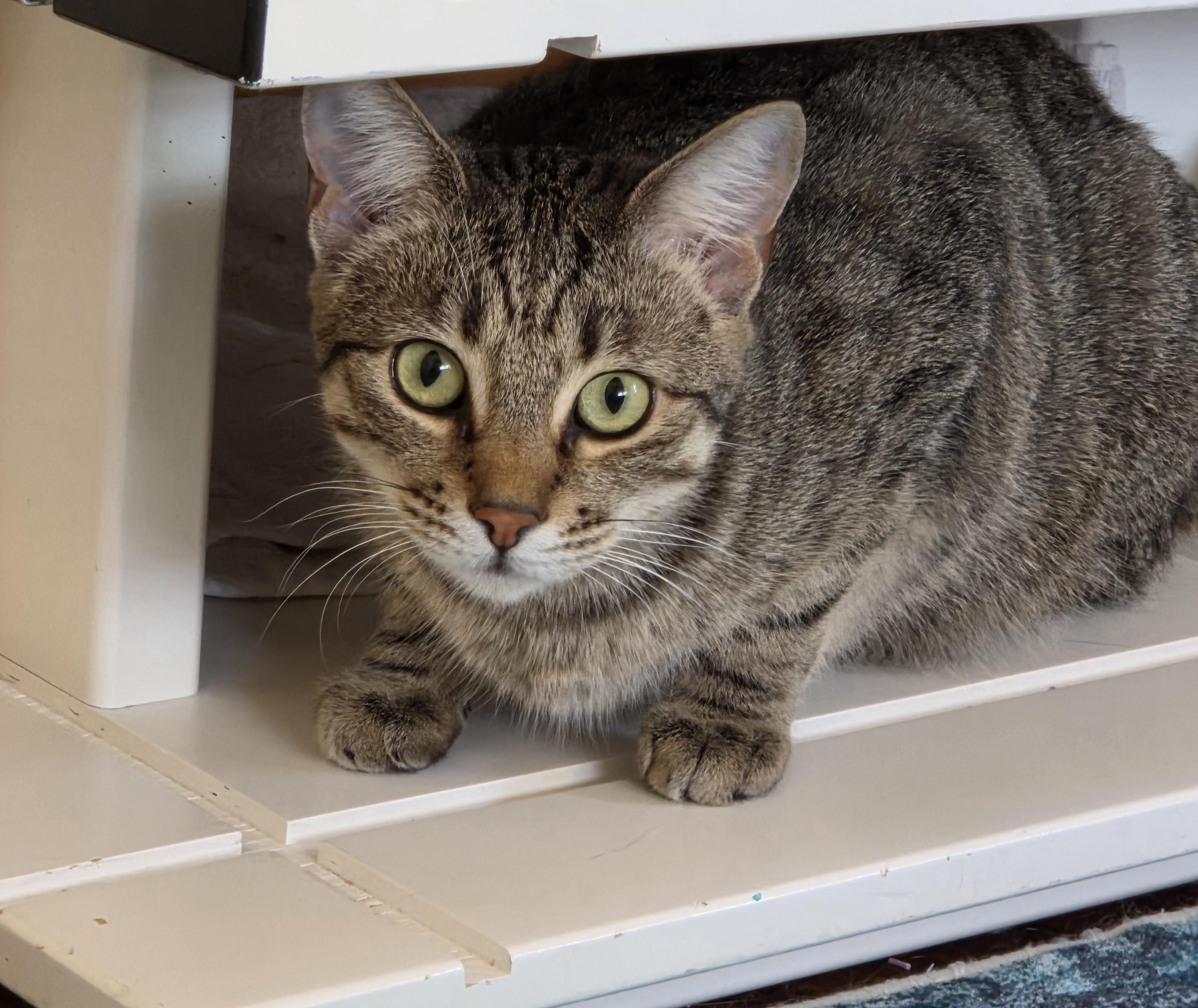 Mia, a ADOPTABLE mixed breed in San Jose, CA image 2/5