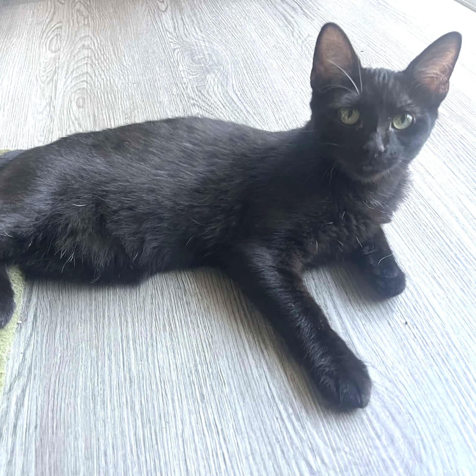 Clyde - The Purrfect Easygoing Kitten, an adopted mixed breed in Seattle, WA image 4/6