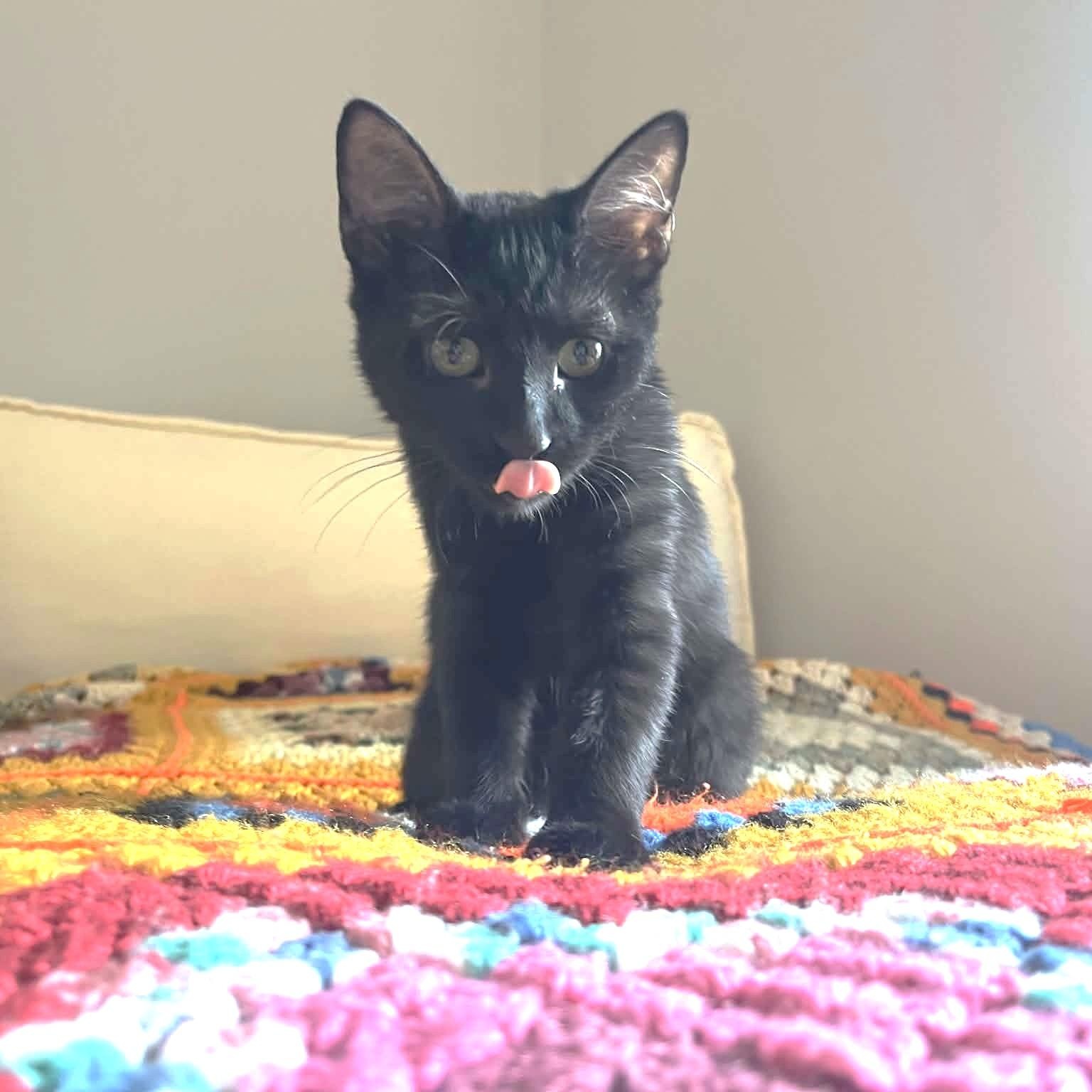 Clyde - The Purrfect Easygoing Kitten, an adopted mixed breed in Seattle, WA image 3/6