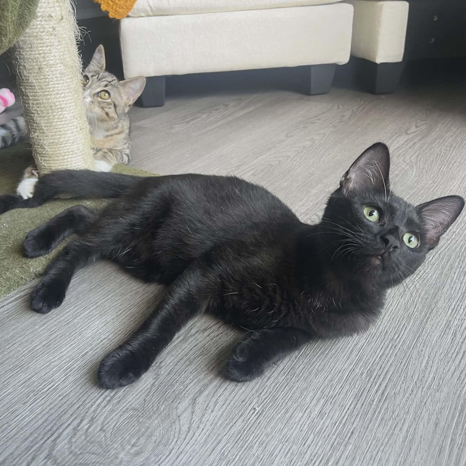 Clyde - The Purrfect Easygoing Kitten, an adopted mixed breed in Seattle, WA image 2/6