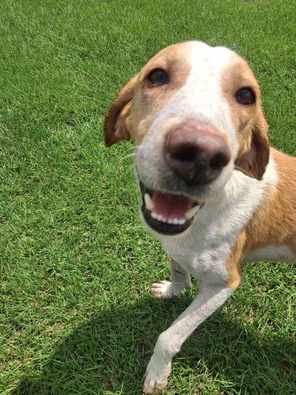 Patrick, Adoptable, Adult Male Hound & Mixed Breed.