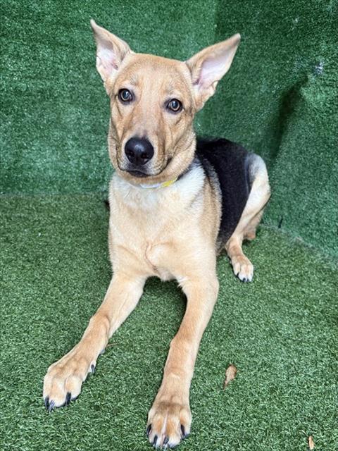 VERONA, Adoptable, Young Female German Shepherd Dog.