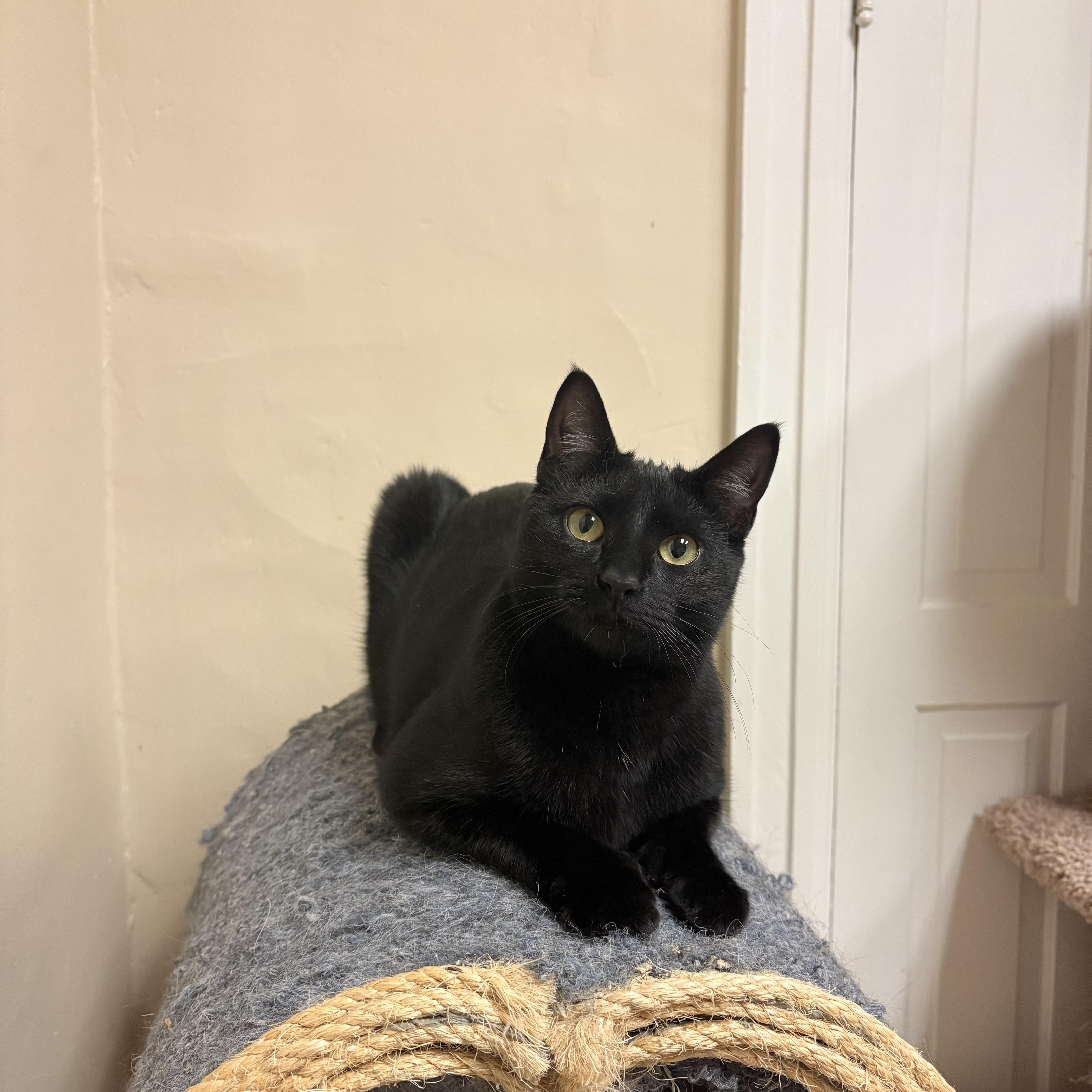 Willow, adopted, Adult Female Domestic Short Hair.
