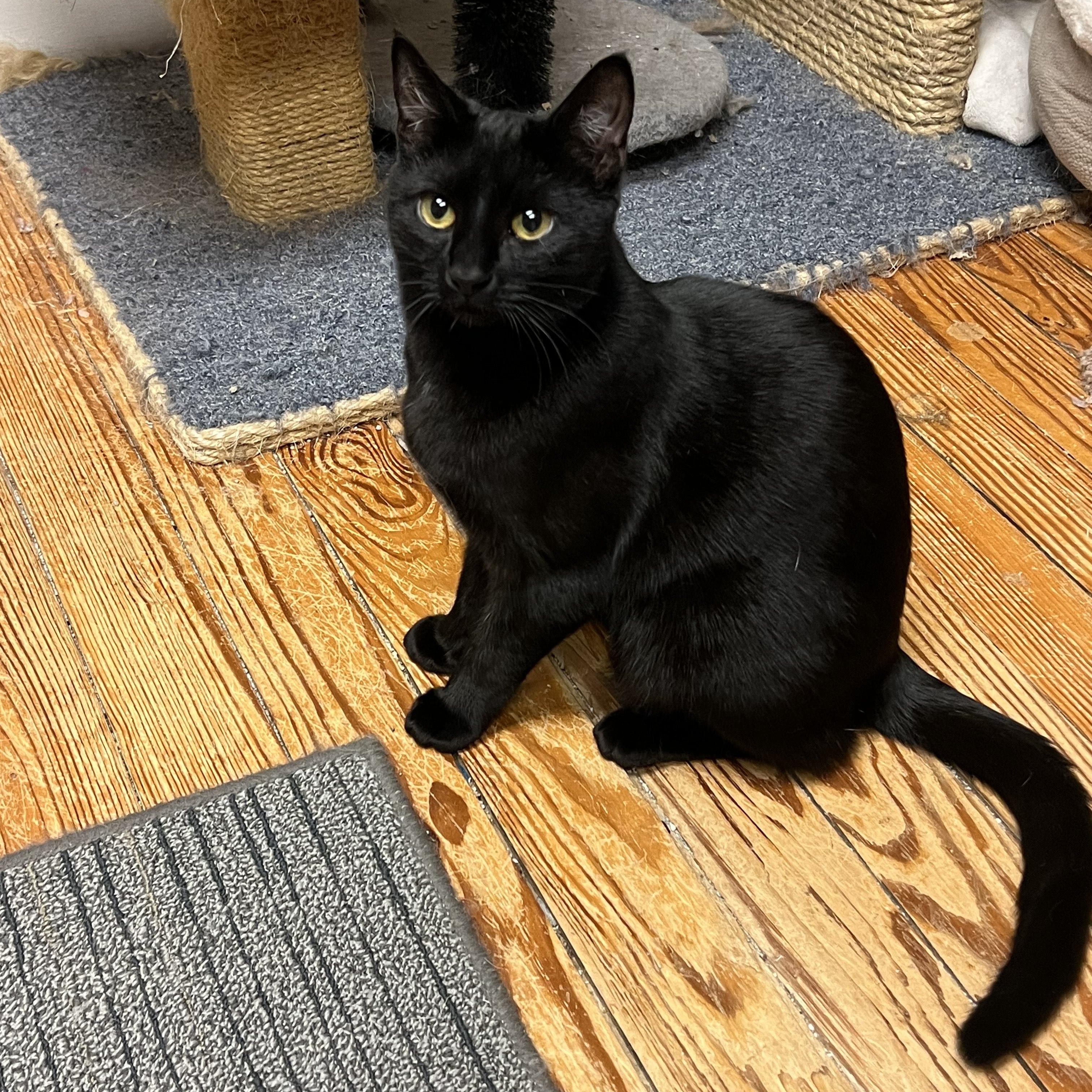 Enlarge Willow, an adopted mixed breed in Allentown, PA image 2/3