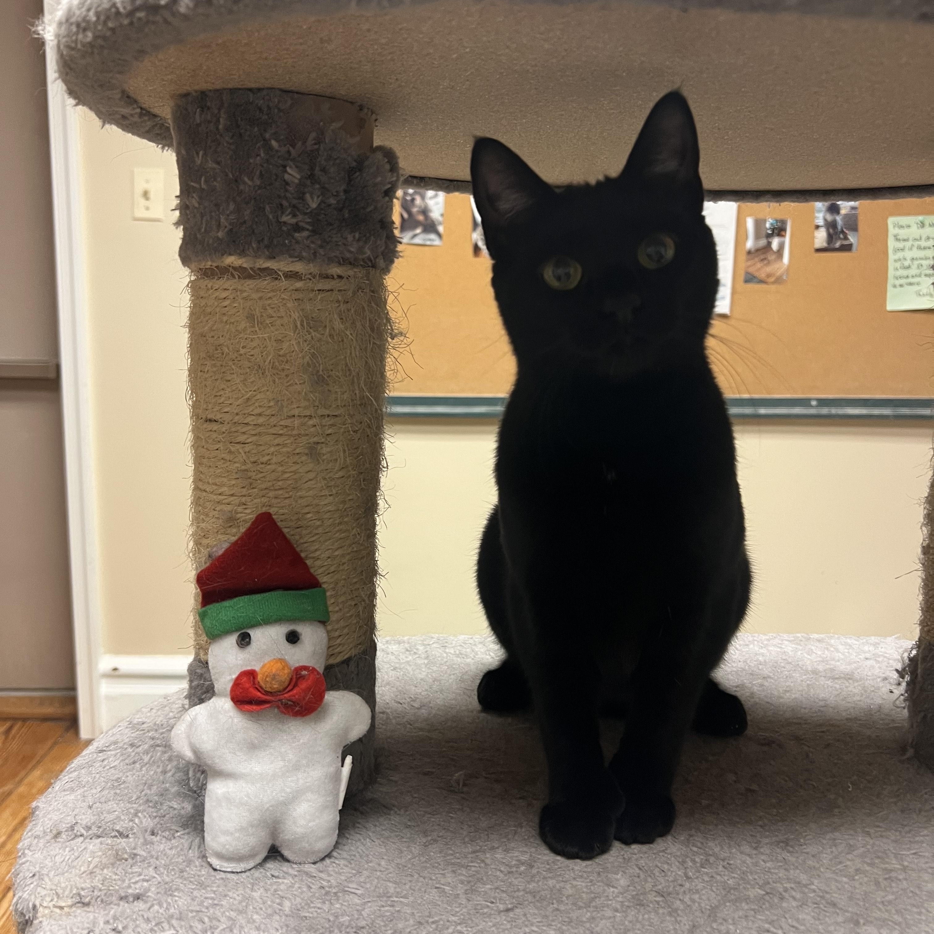 Enlarge Willow, an adopted mixed breed in Allentown, PA image 3/3