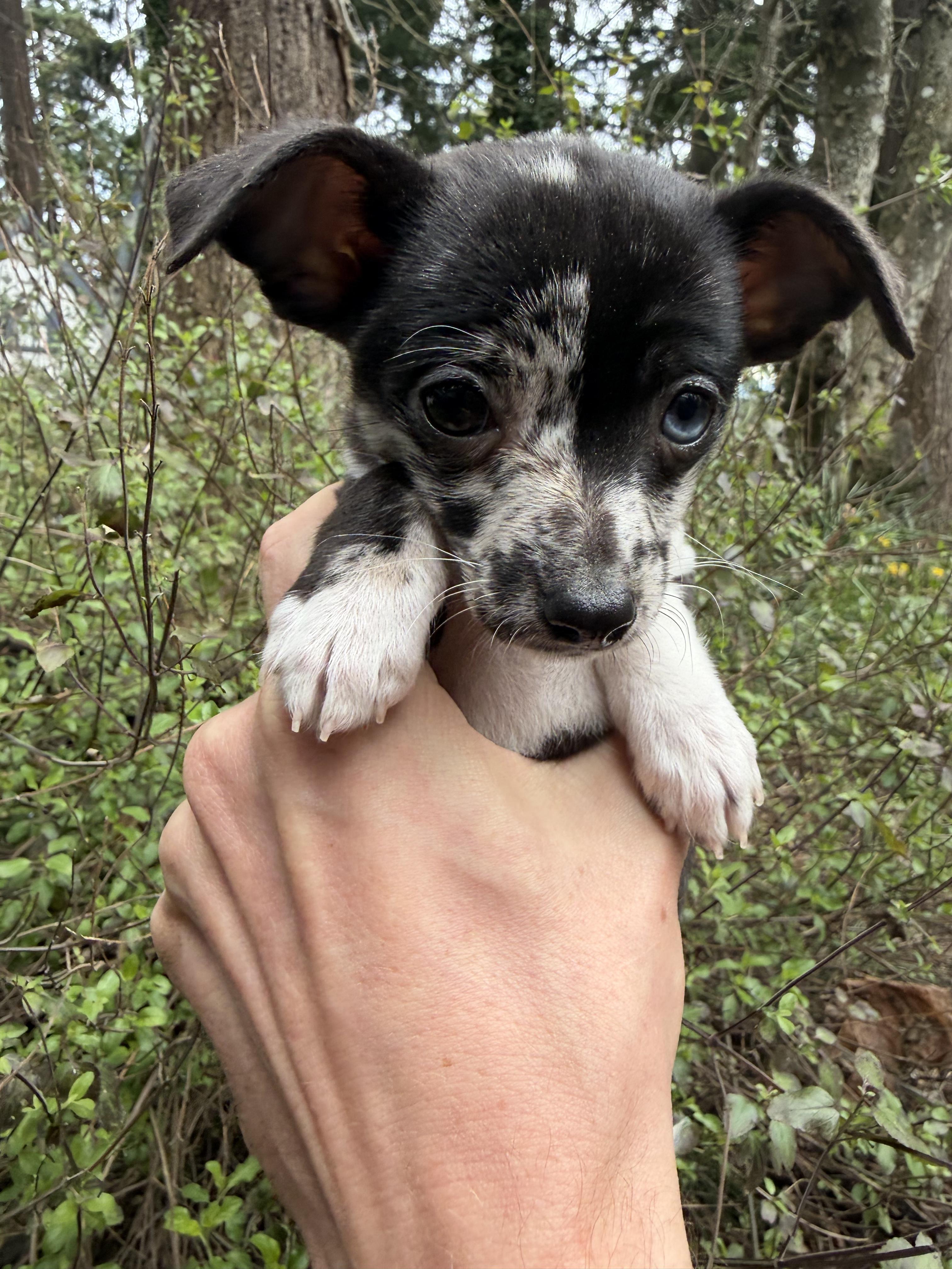 Enlarge Minnie, an adopted Chihuahua in Puyallup, WA image 1/2