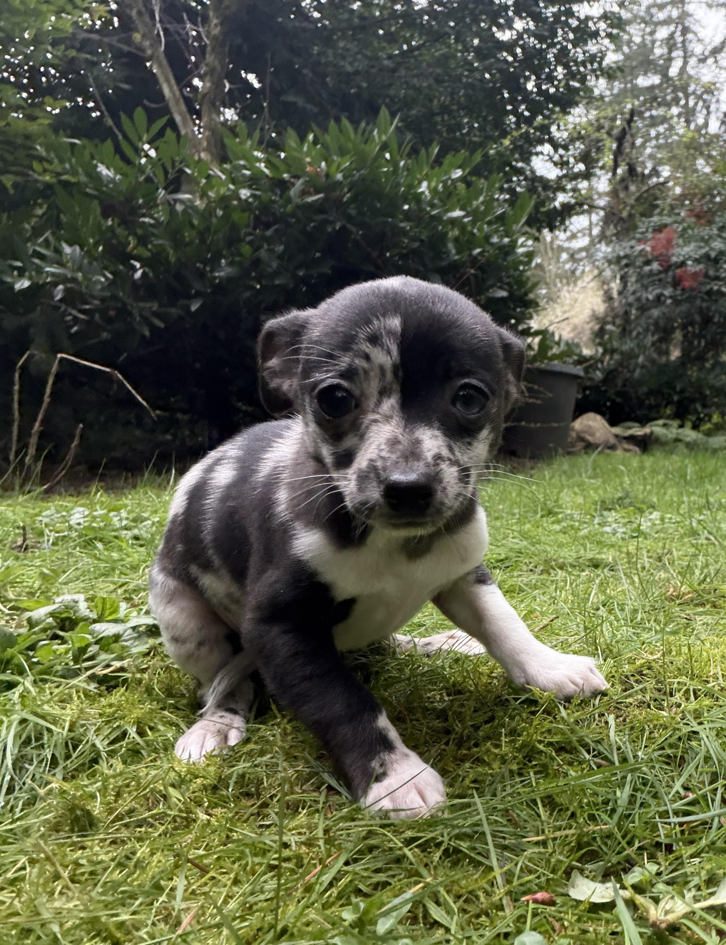 Enlarge Minnie, an adopted Chihuahua in Puyallup, WA image 2/2