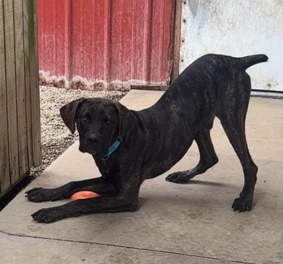 NERO, Adopted, Young Male Cane Corso.