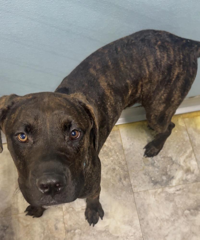 Enlarge NERO, a Adopted mixed breed in Rochester, IN image 3/4