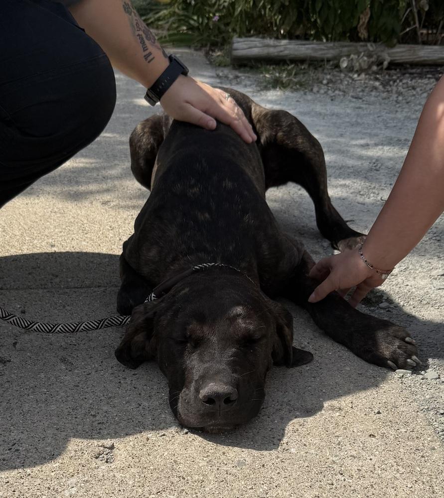 Enlarge NERO, a Adopted mixed breed in Rochester, IN image 4/4
