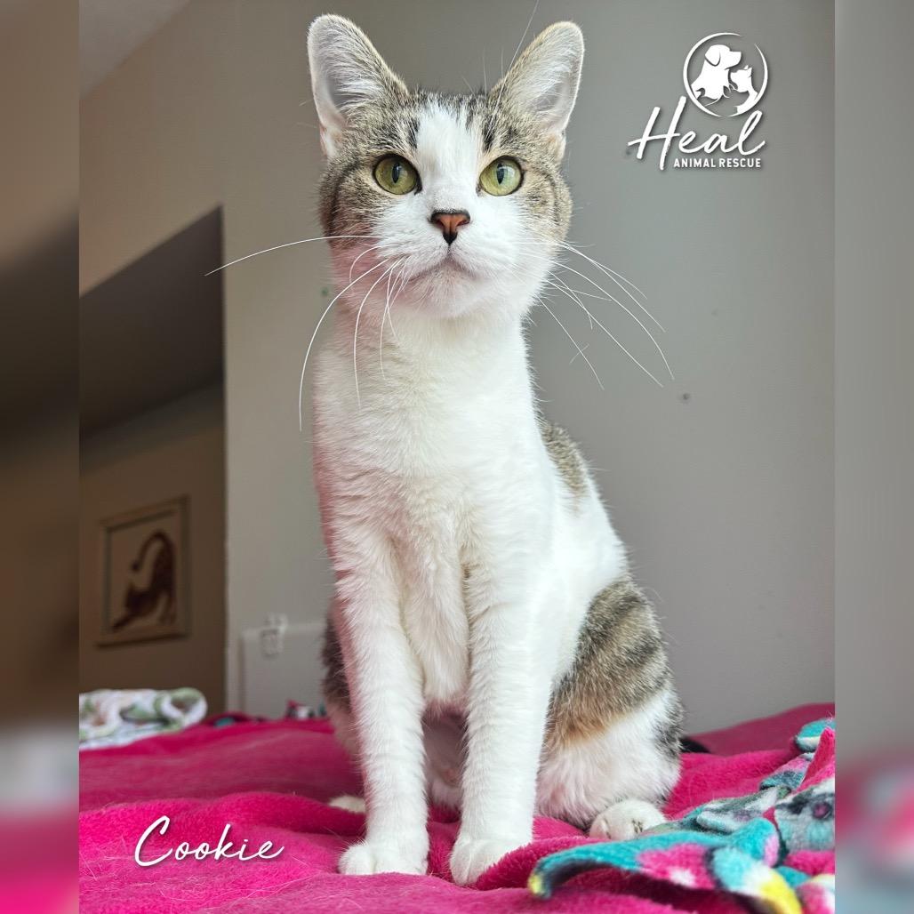 Cookie, Adoptable, Adult Female Domestic Short Hair.