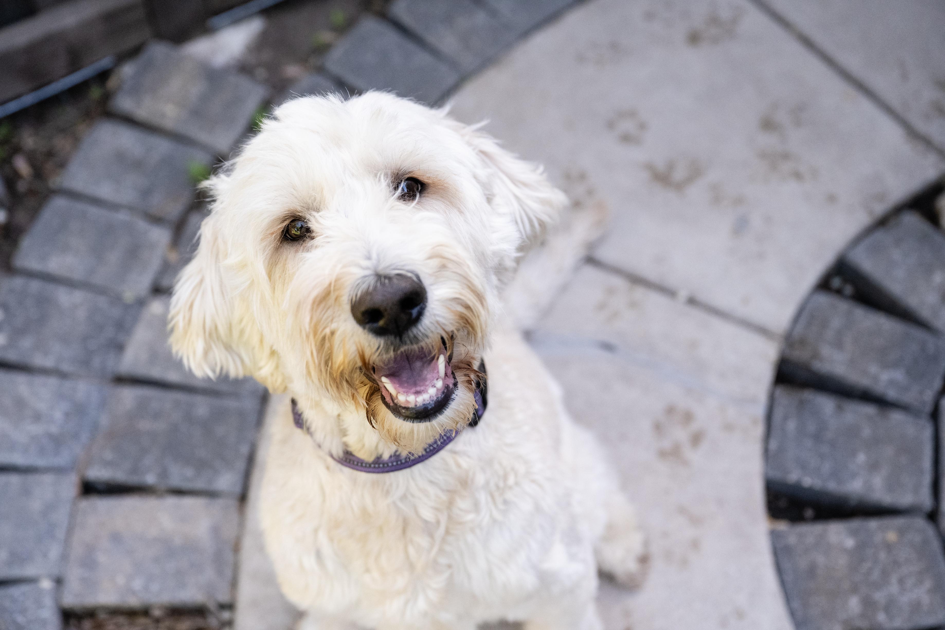 Sunflower, ADOPTABLE, Young Female Sheepadoodle.