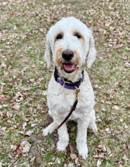 Enlarge Sunflower, a ADOPTABLE Sheepadoodle in Blaine, MN image 1/1