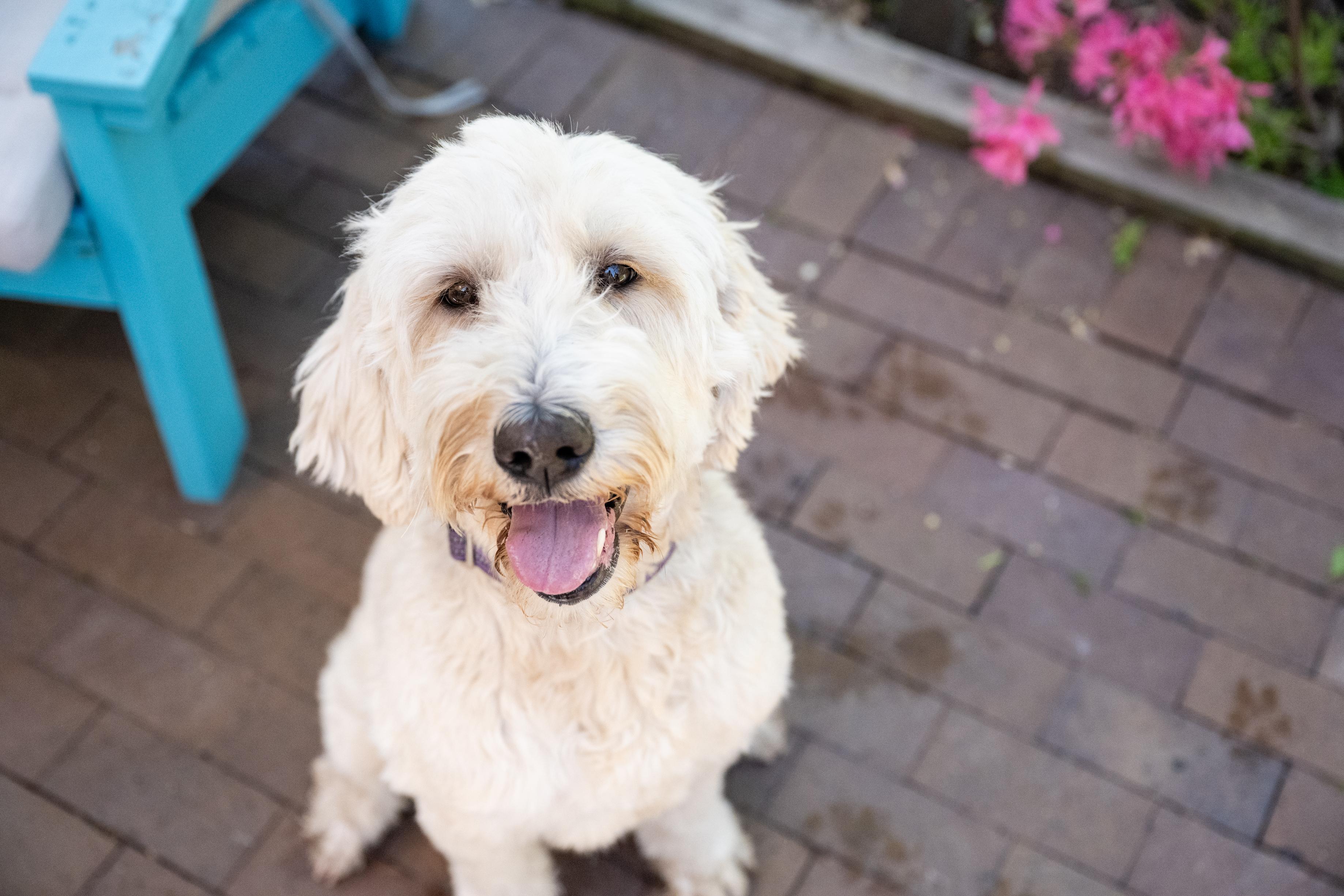 Enlarge Sunflower, a ADOPTABLE Sheepadoodle in Blaine, MN image 3/5